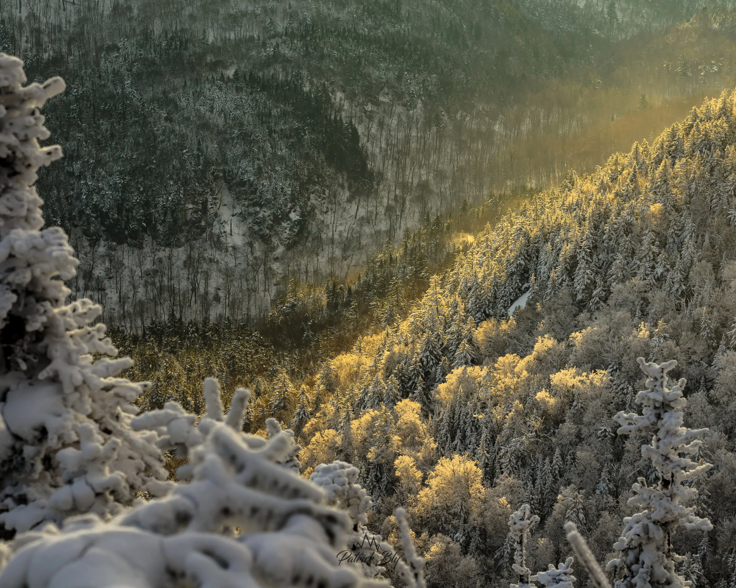Gold Evergreens (1 of 1)-2.jpg
