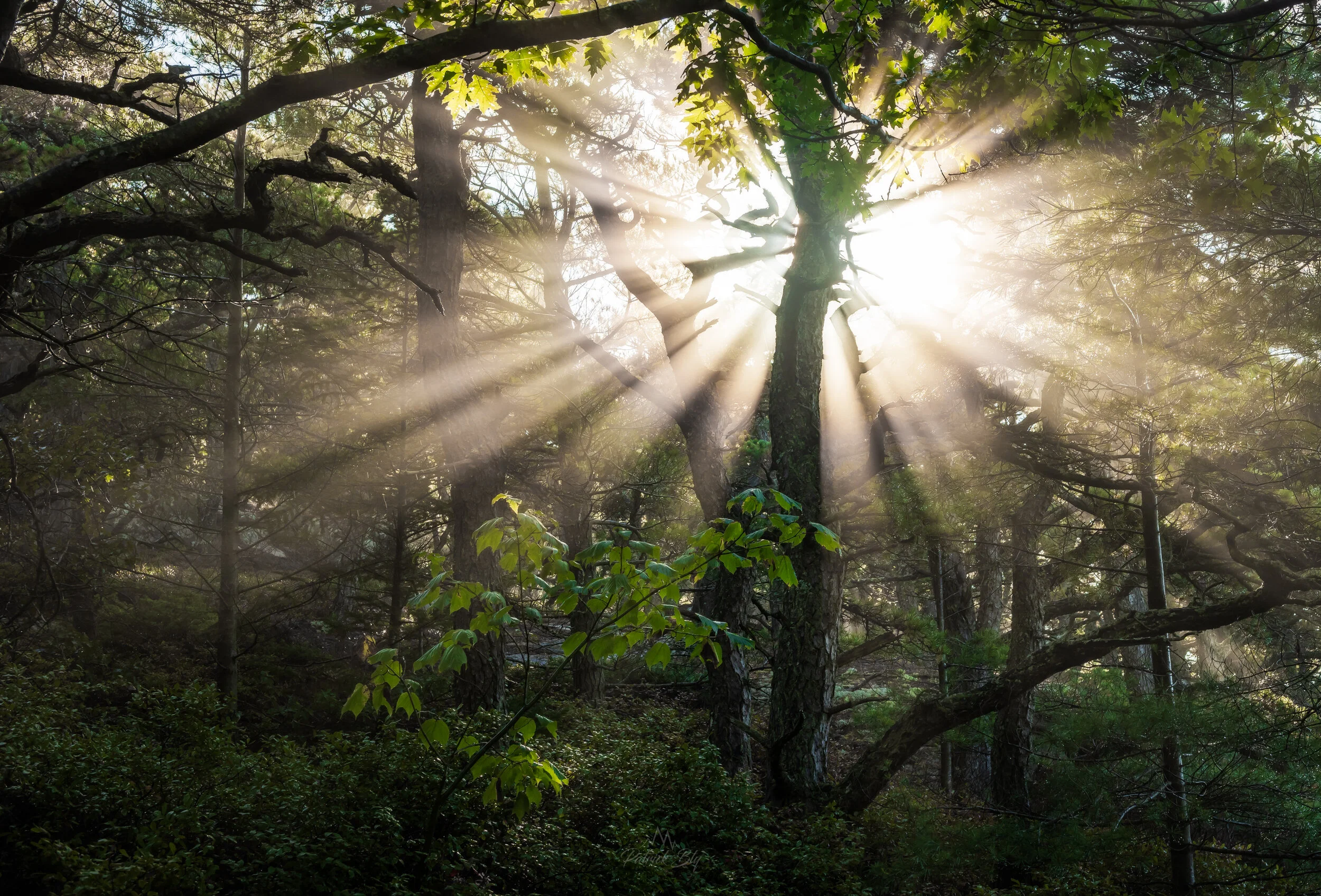 Beaming Oaks