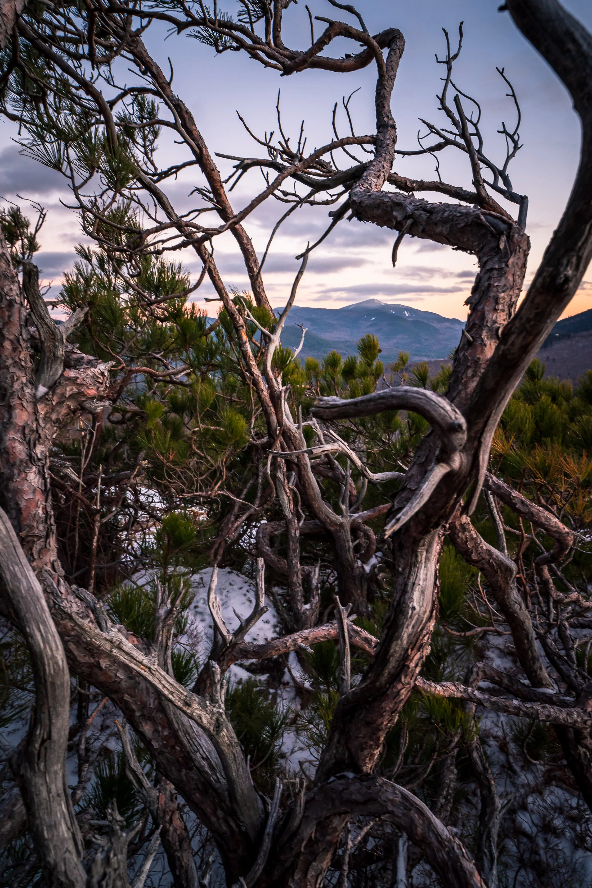 Gnarled Pines