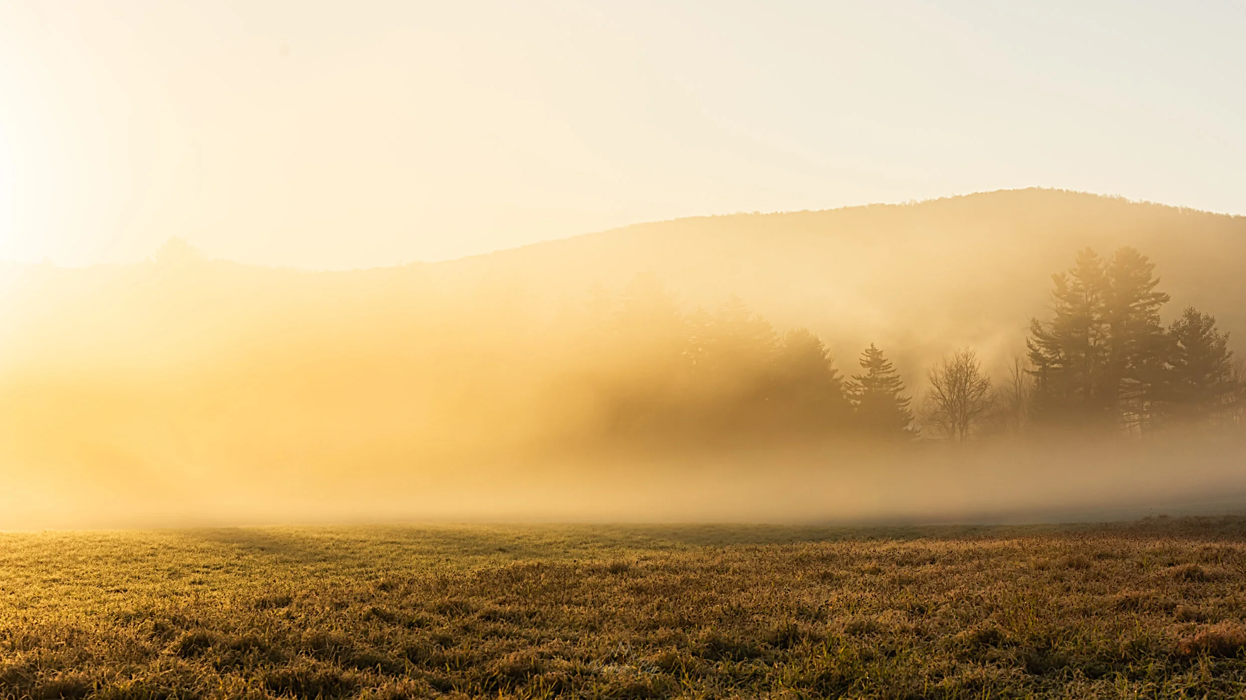 Golden Blanket