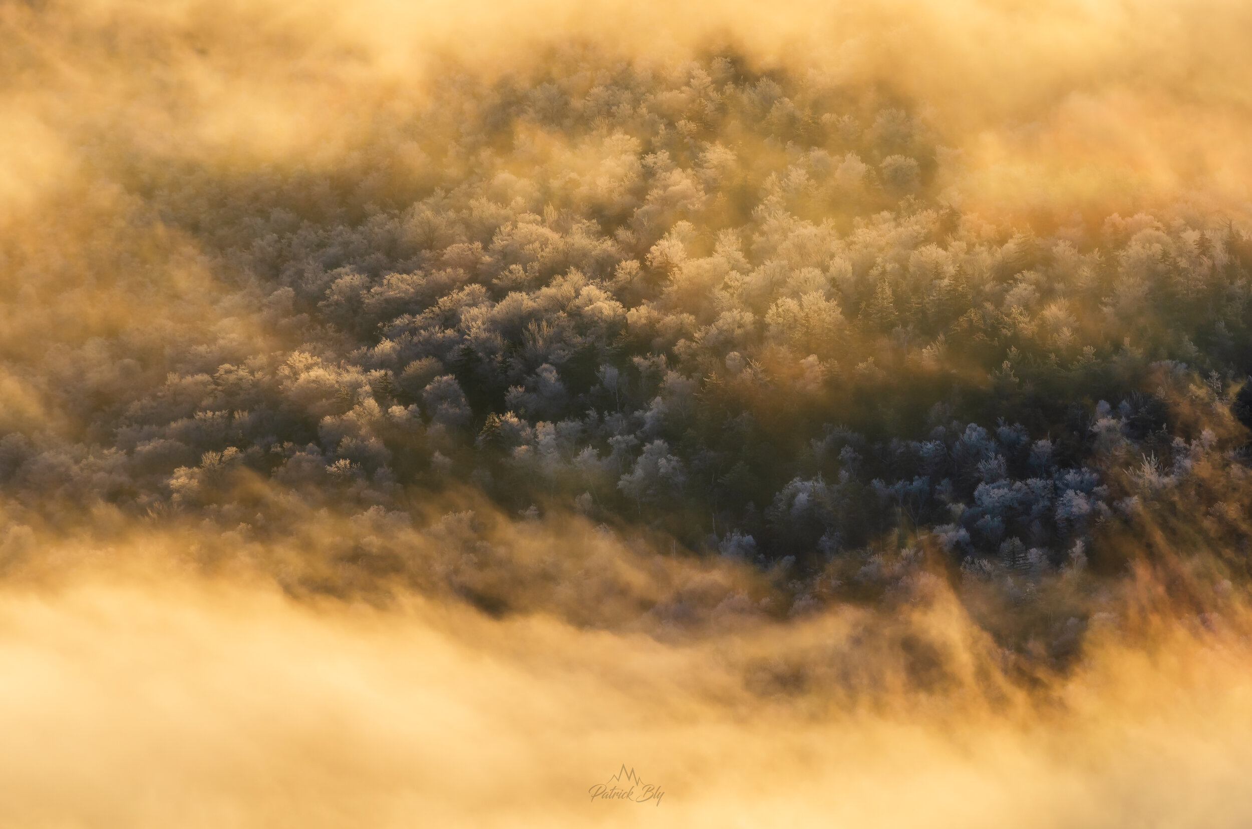 Hurricane Golden Undercast Trees.jpg
