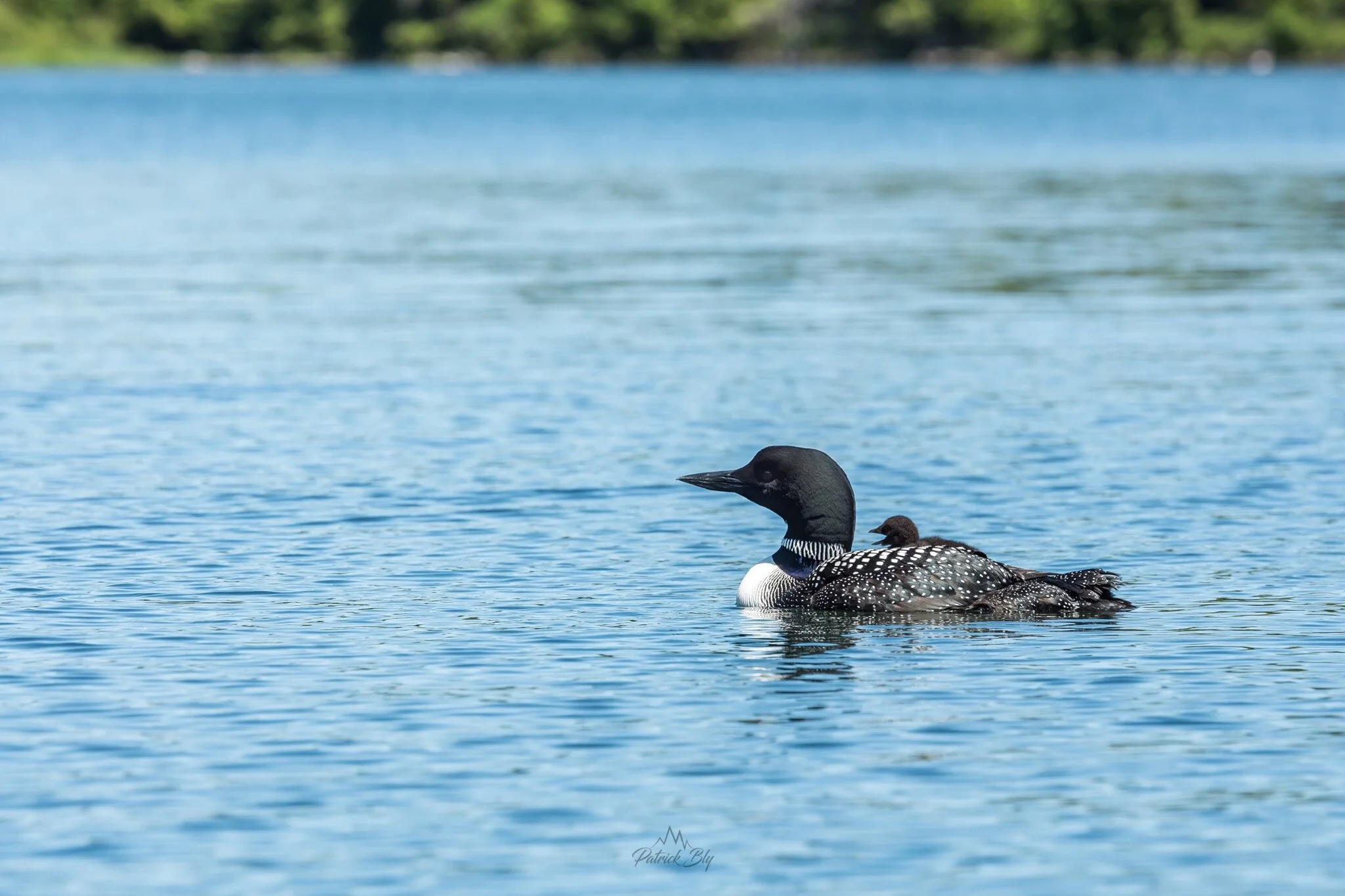 Jabe Pond Loon with chick.JPG.jpeg