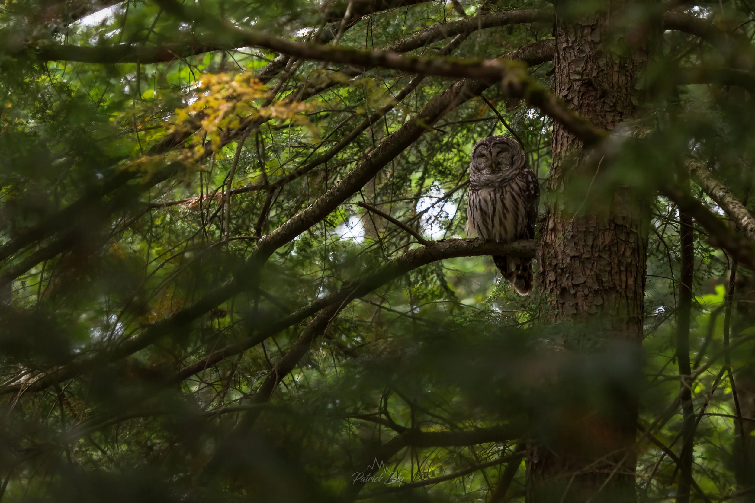 Sleepy Barred Owl.jpg
