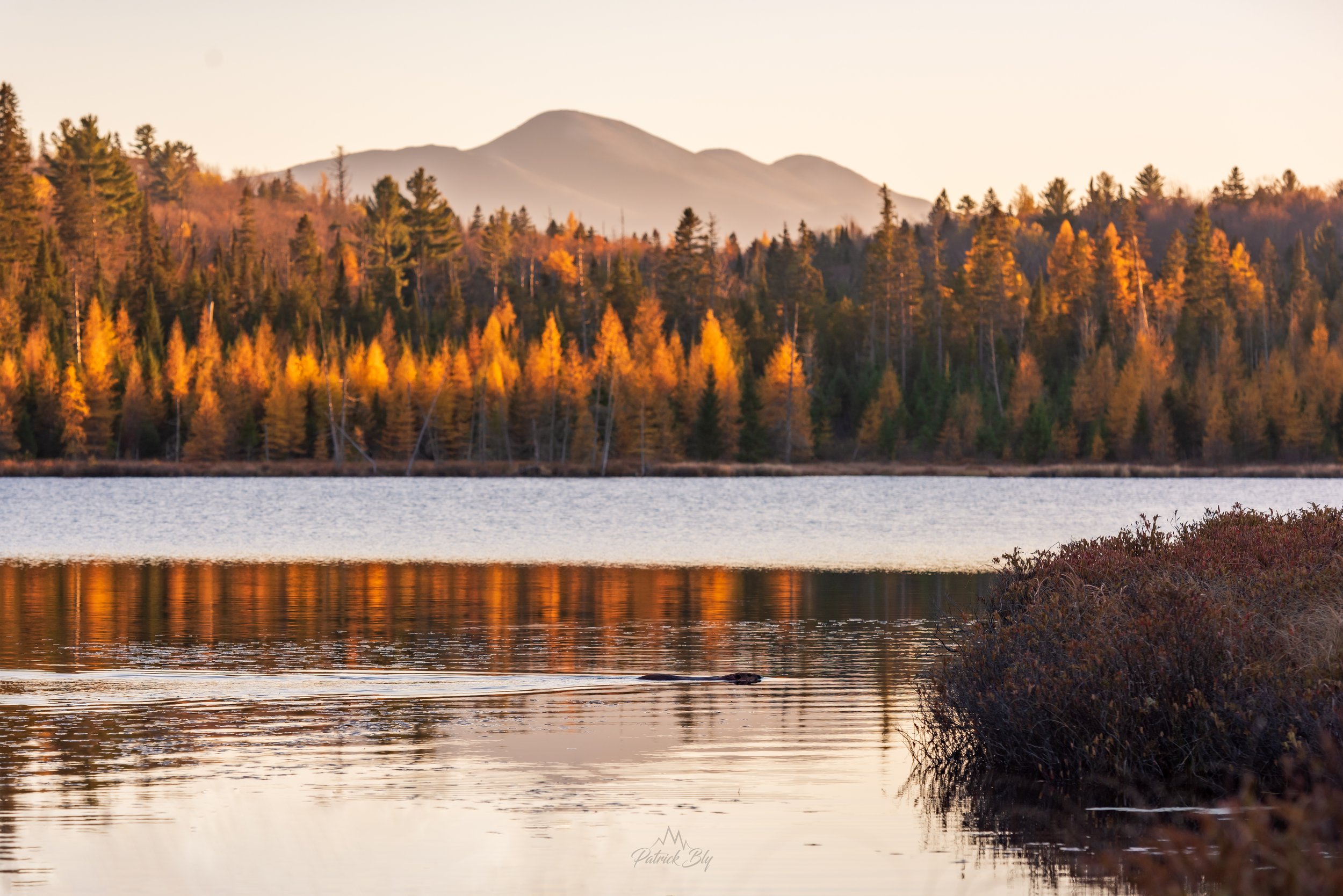 Cherrypatch Pond Beaver Tamarack Sunset 4.jpg
