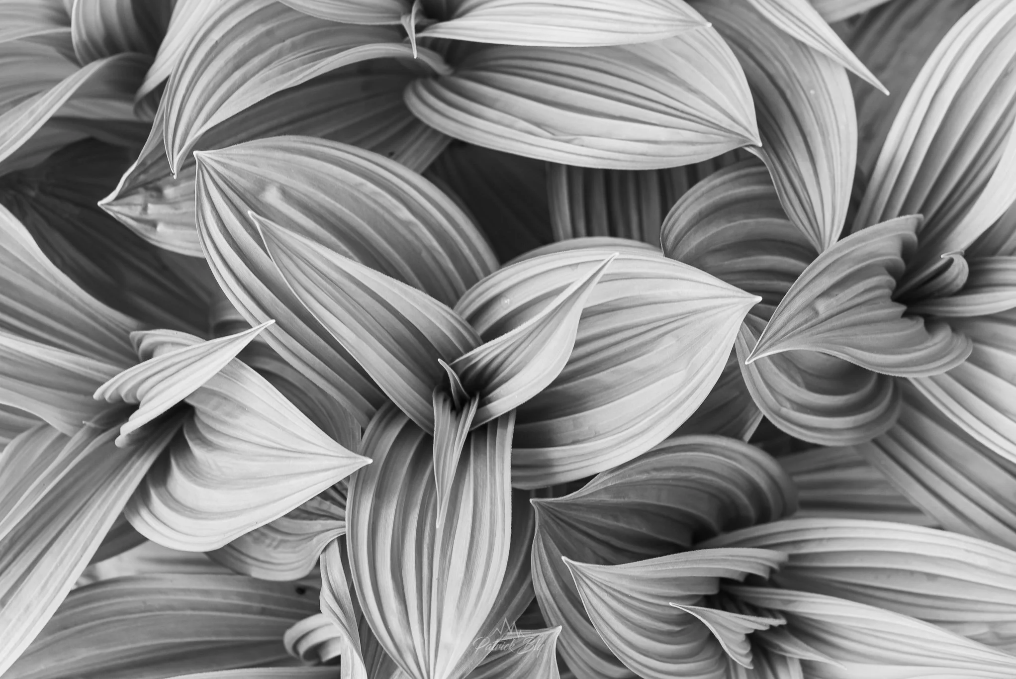 False Hellebore