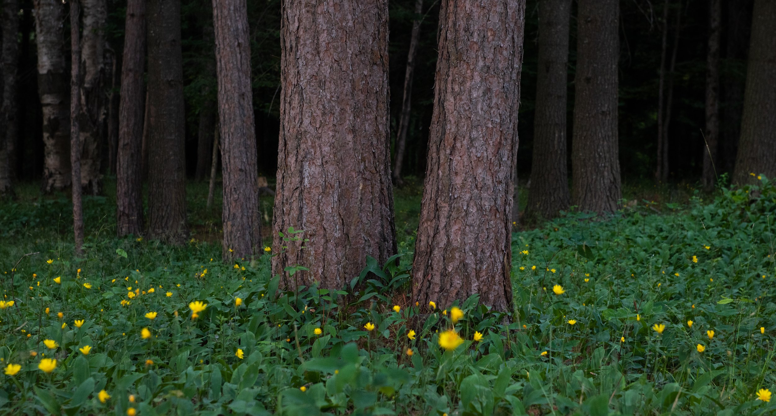 Raquette Lake Shoreline Red Pines.jpg