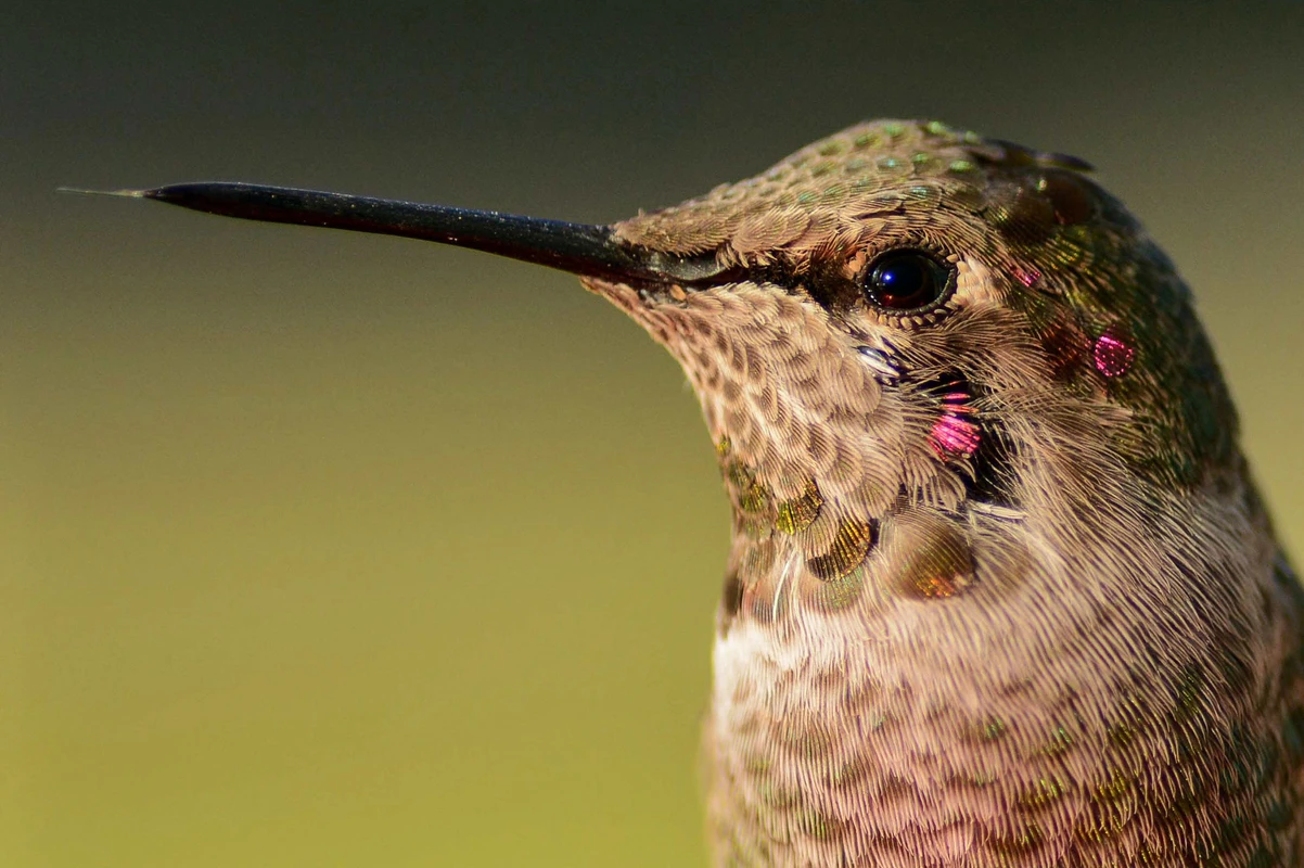 Bird Blurbs - Anna’s Hummingbird