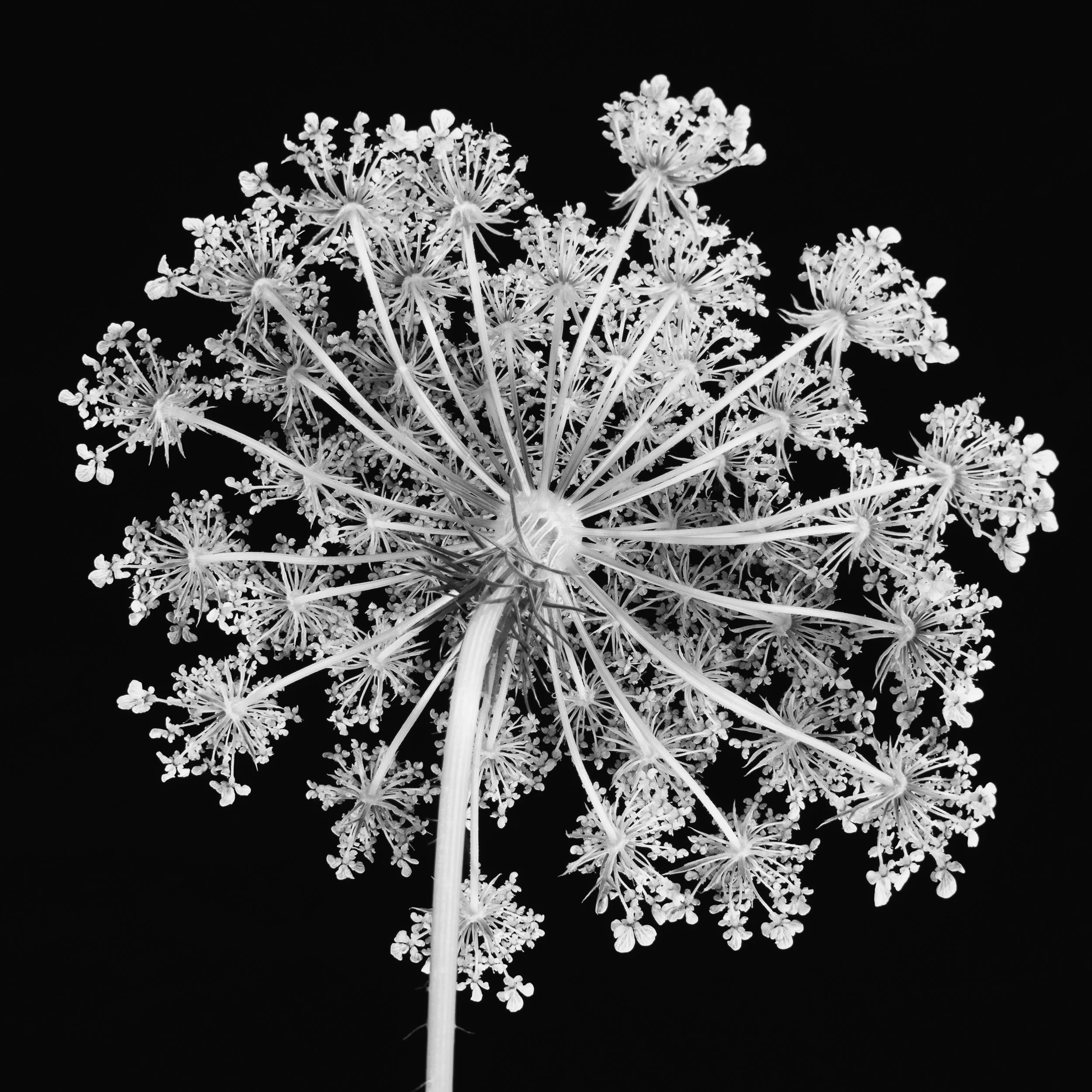 Daucus Carota / Wild Carrot #1