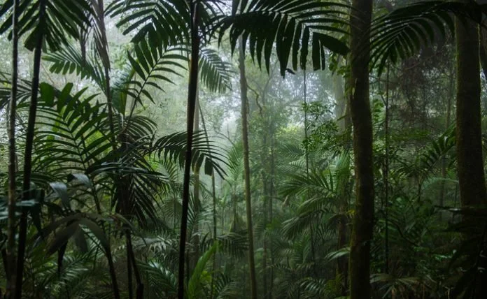 Brazilian rainforest.8-23.jpg