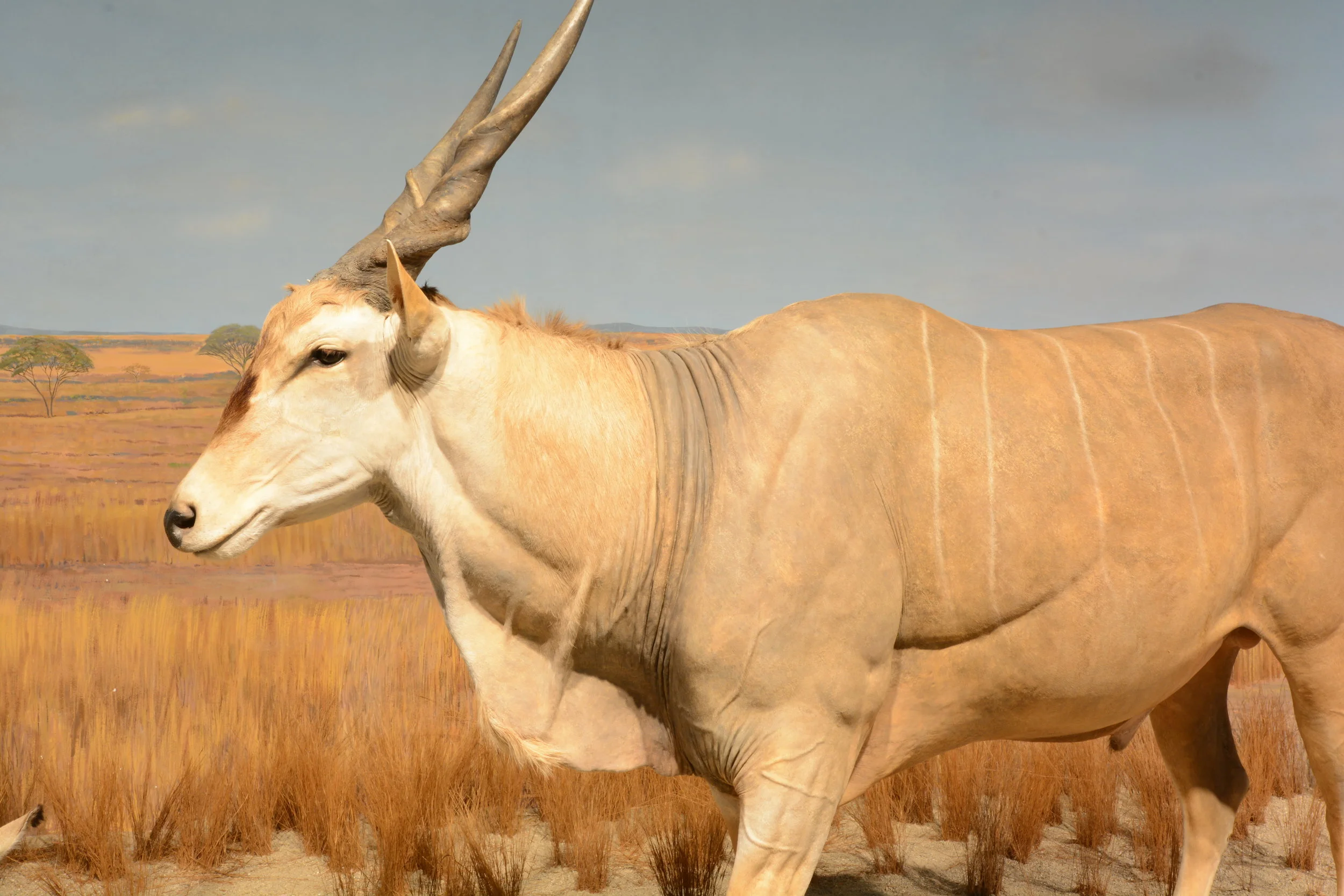 Eland mount 2.JPG