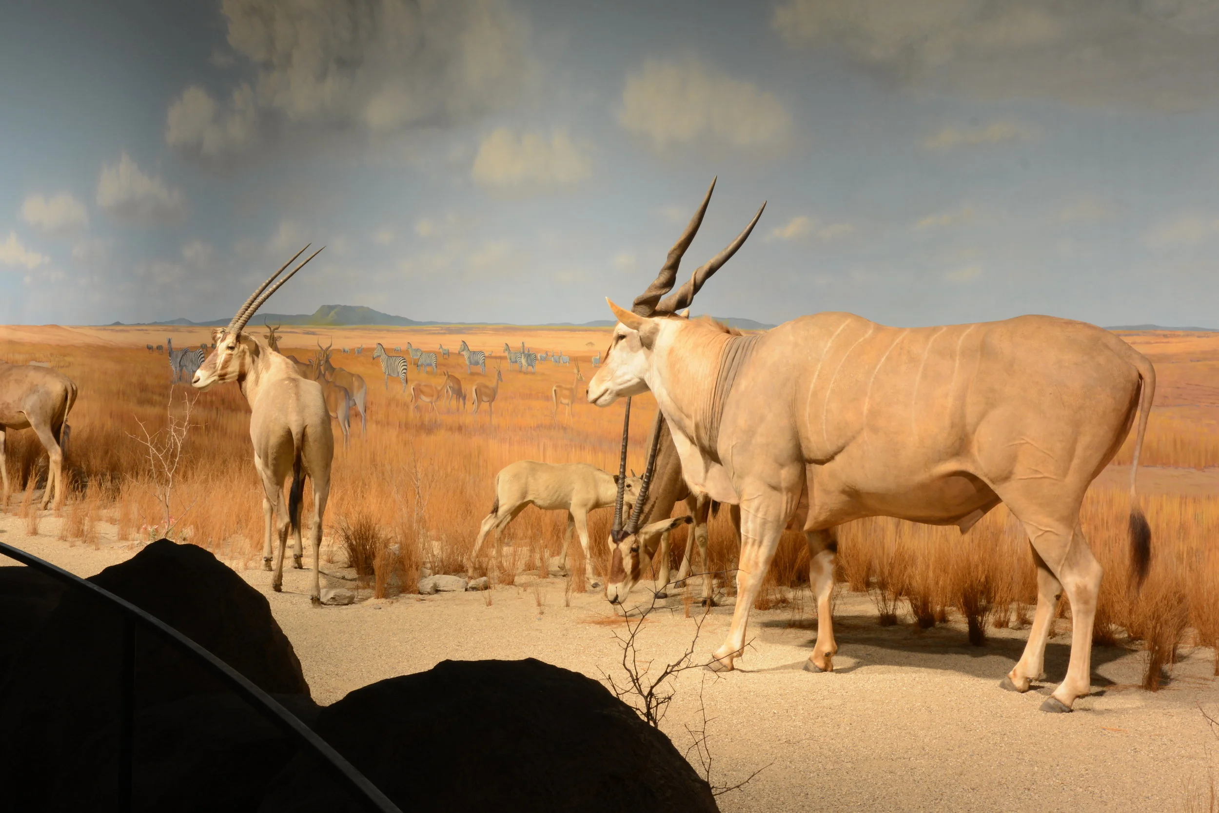 Eland mount.JPG