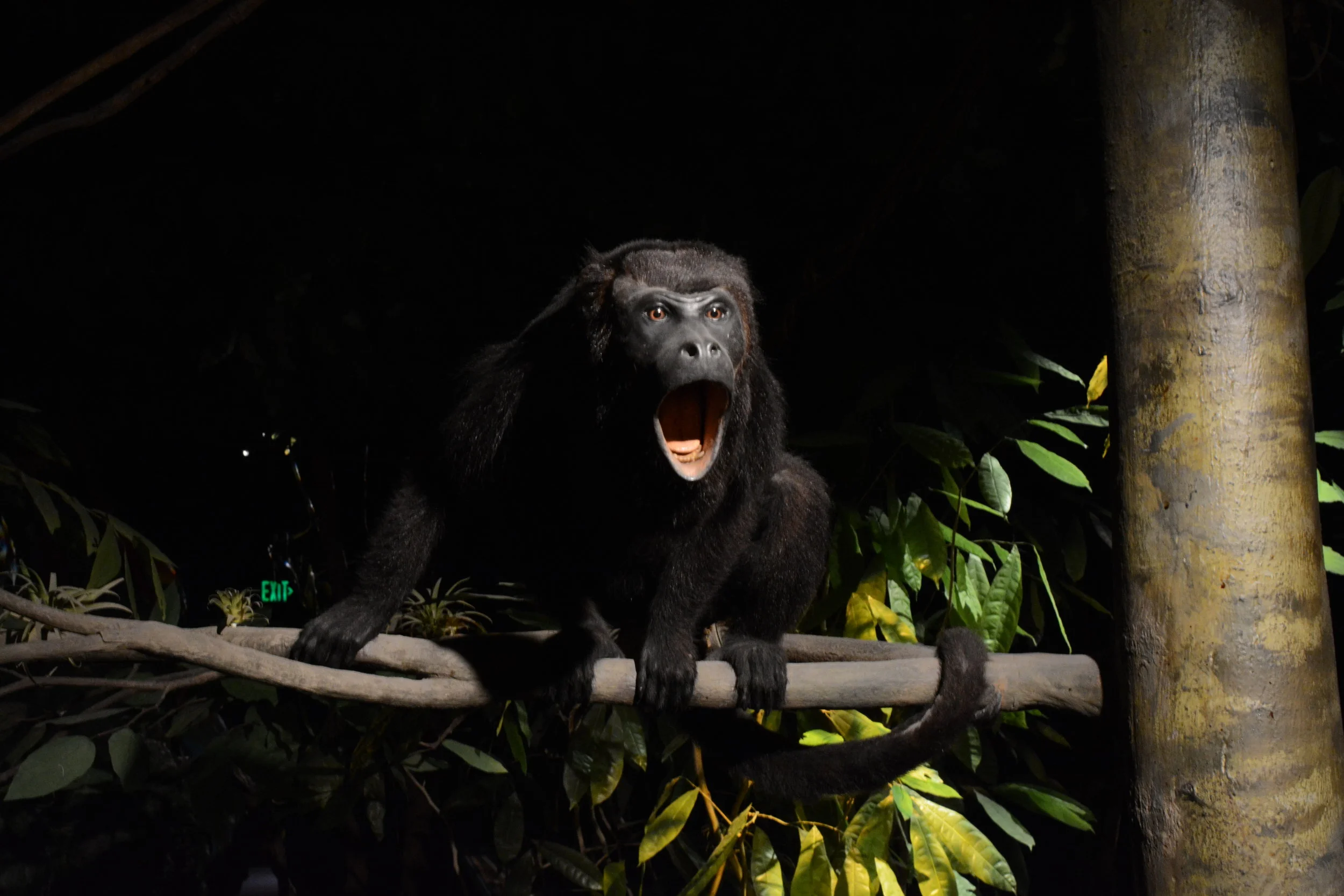 Howler monkey.JPG