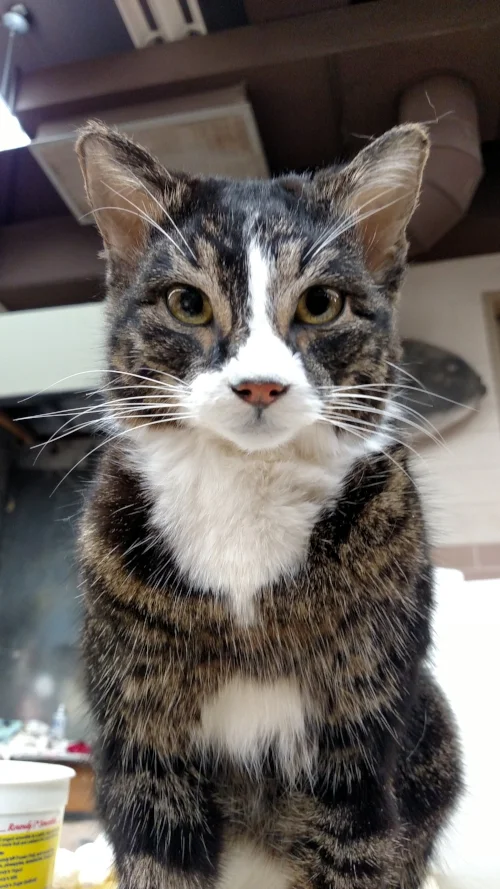  Cat mount with reflective eyes, Milwaukee Public Museum 