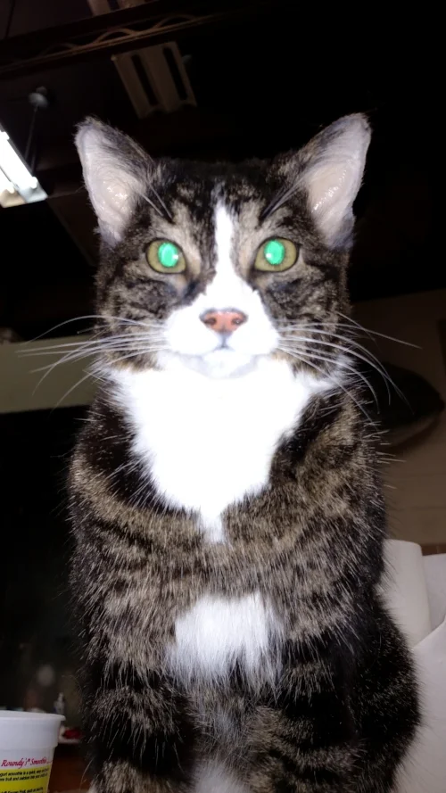  Cat mount with reflective eyes illuminated, Milwaukee Public Museum 