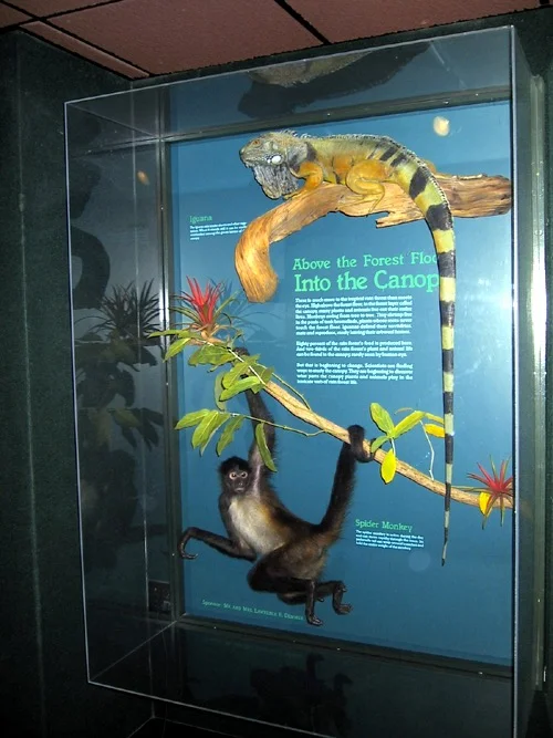 Rainforestmonkey.jpg