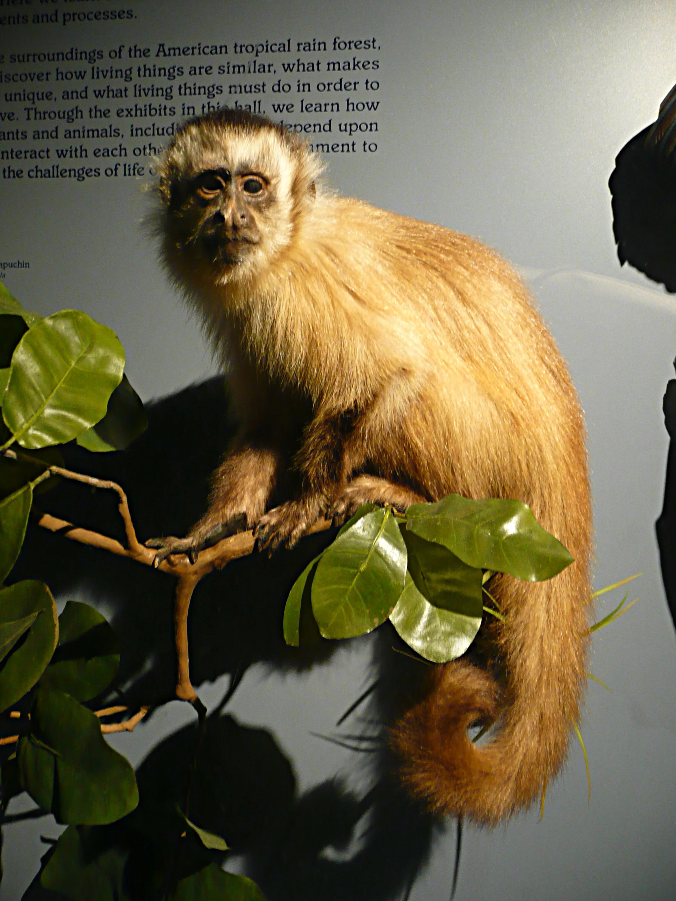  Capuchin monkey, Rainforest exhibit, Milwaukee Public Museum 