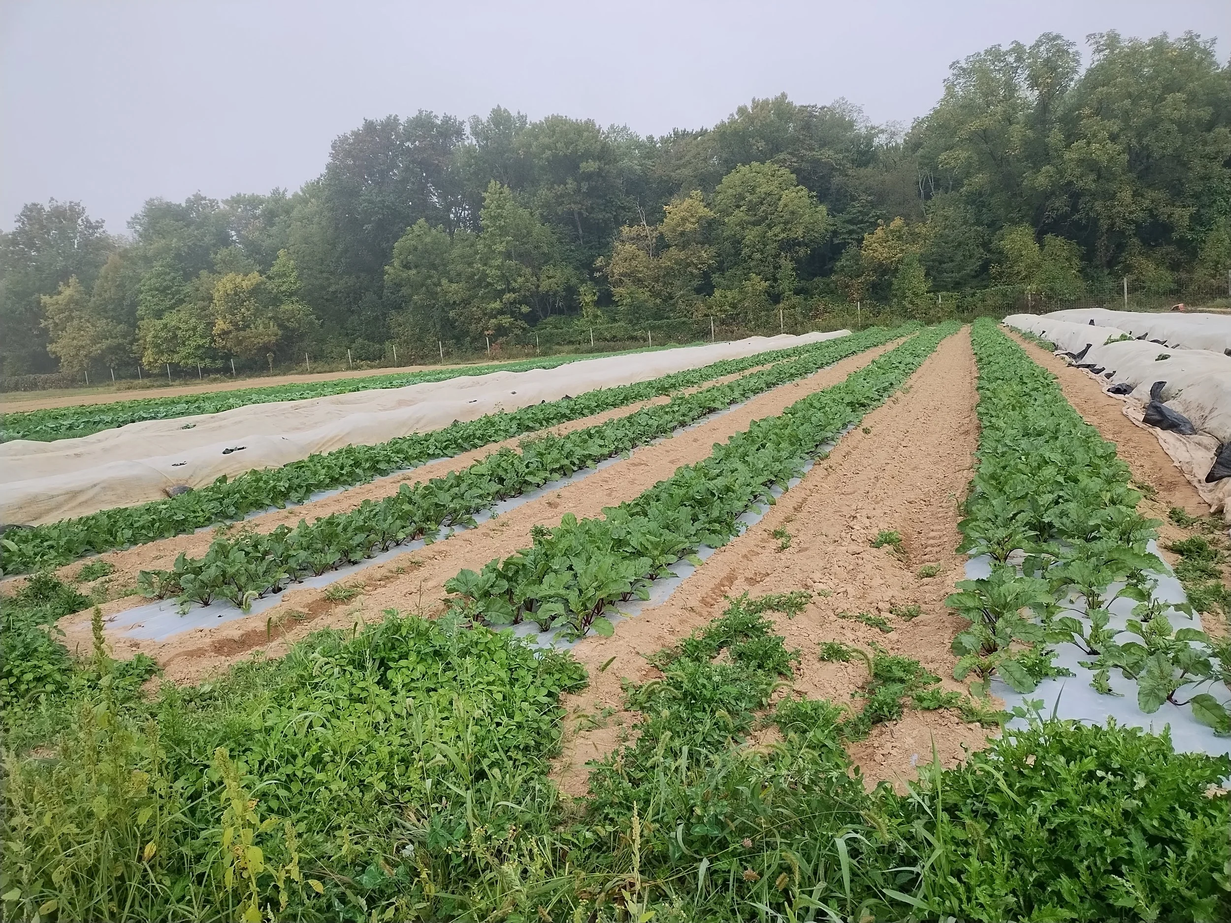 Agroecology in Africa - Part 1