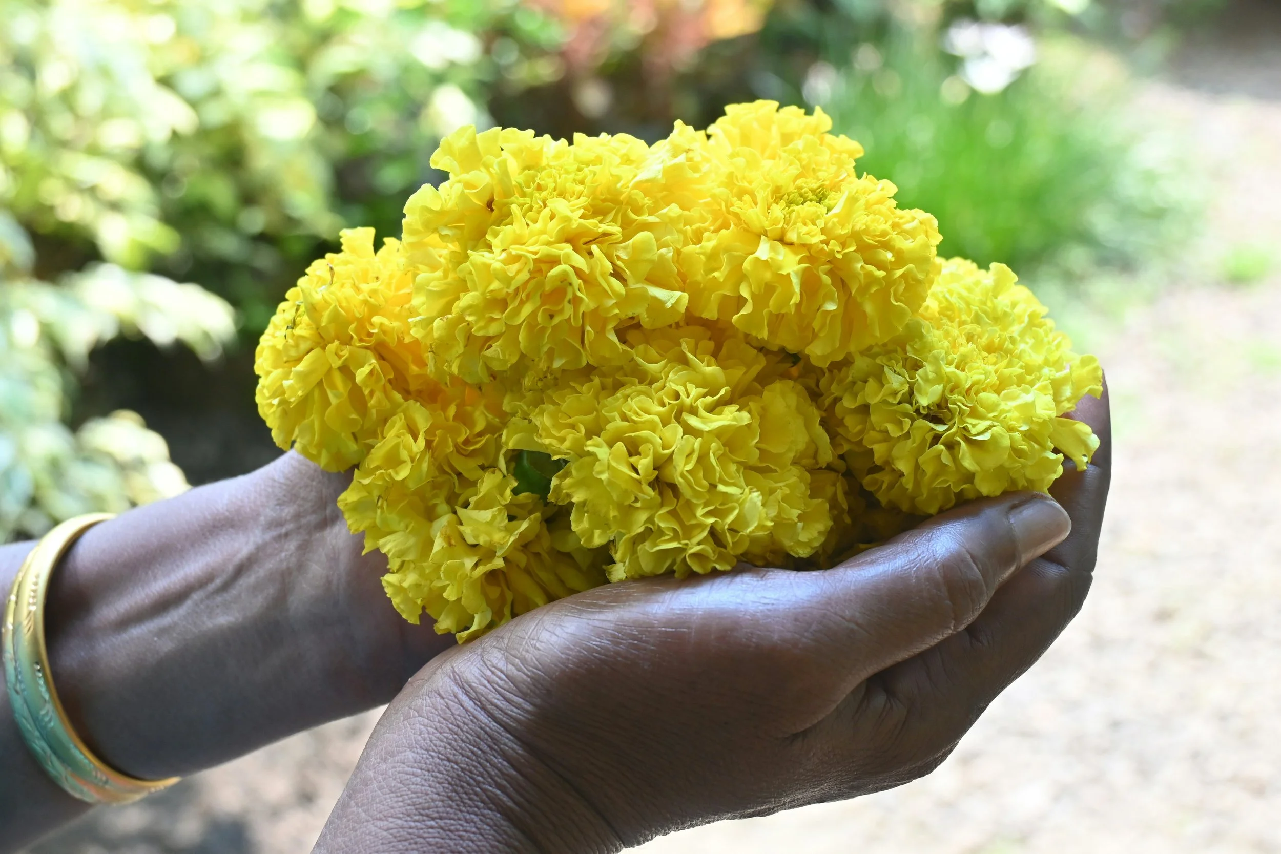 Flower Growing Industry in Africa - An Overview - Part 1