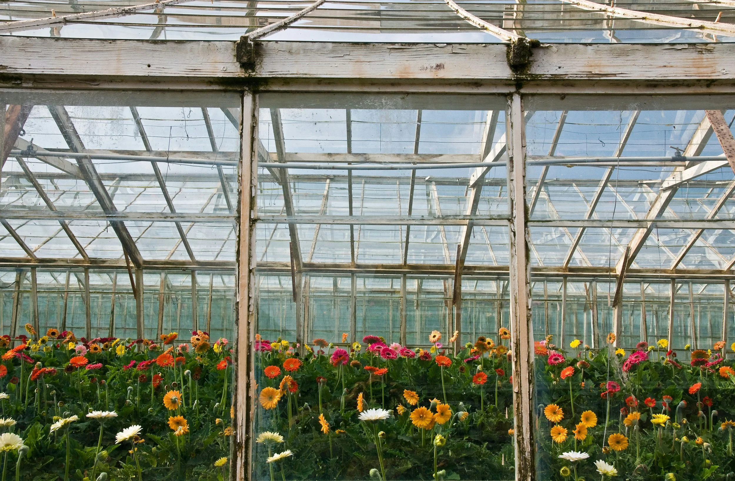 Flower Growing Industry in Africa - Part 2