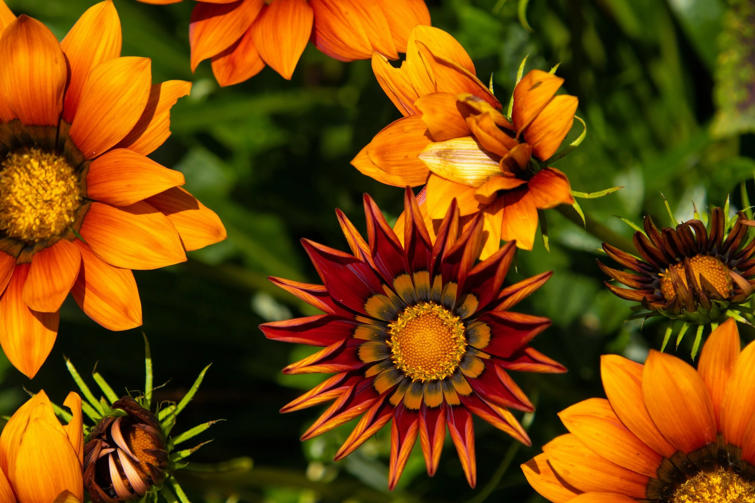 Flower Growing Industry in Africa - Other Uses for Cut Flowers
