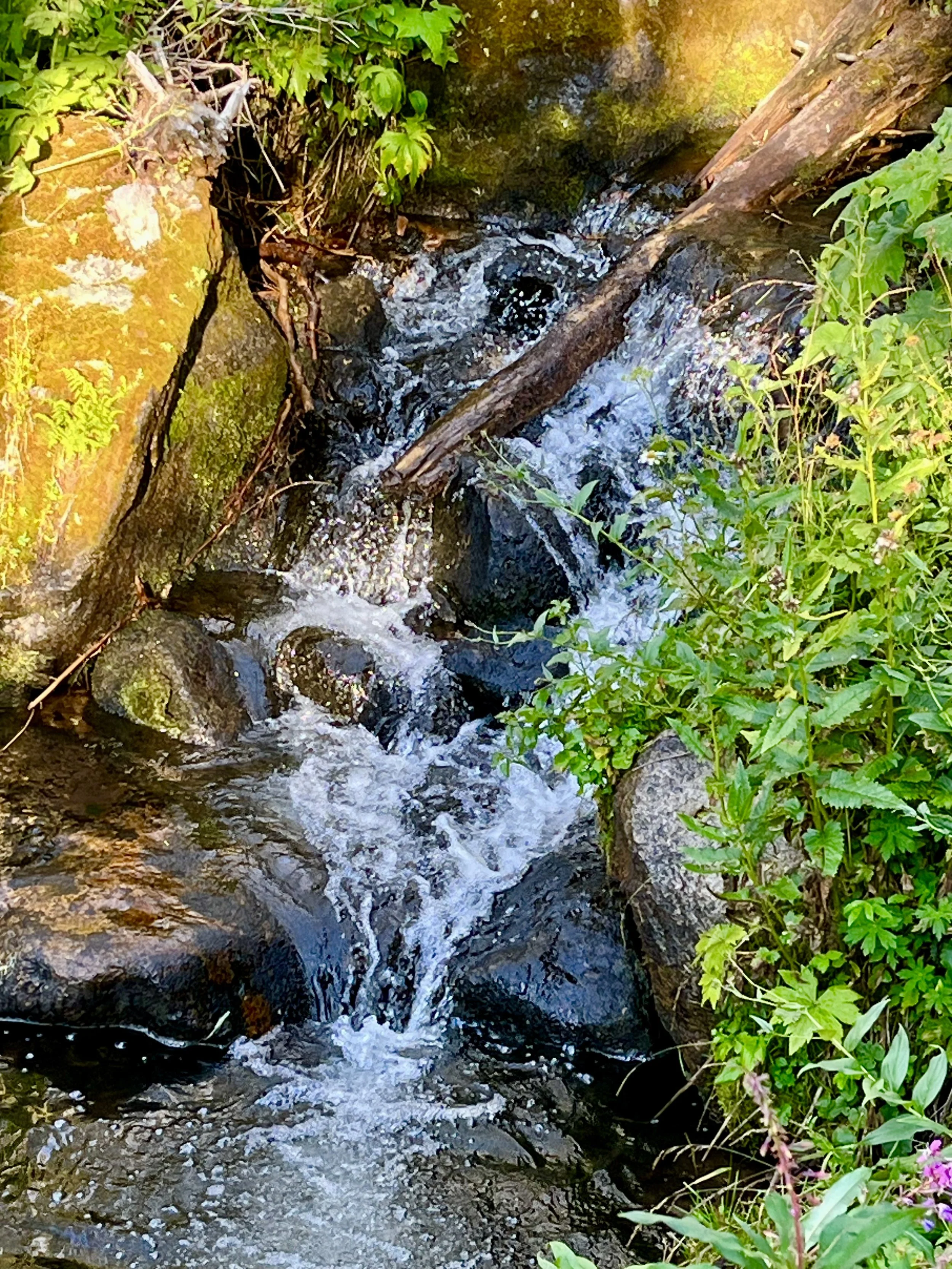 IMG_2537.jpeg