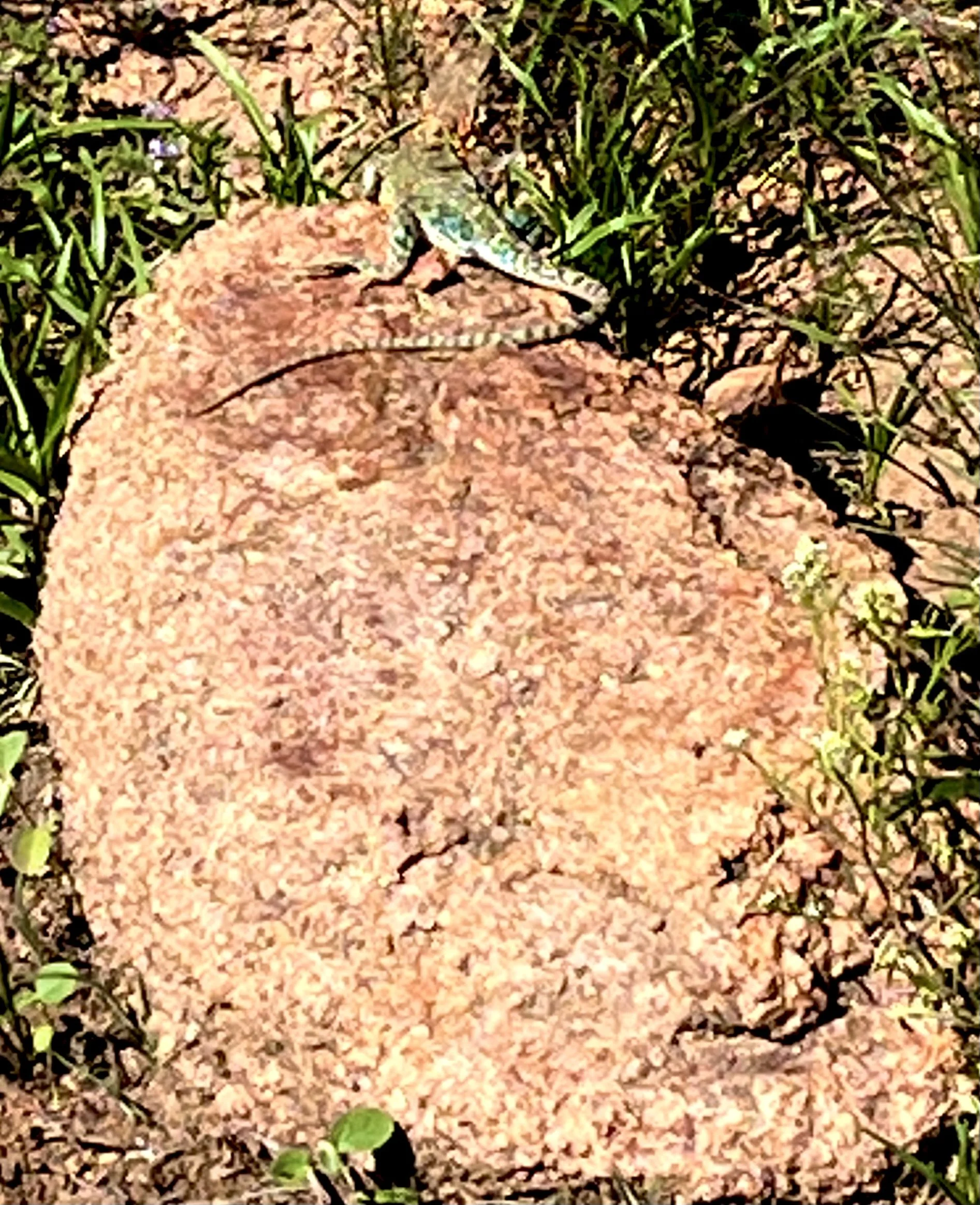 IMG_3053.jpeg