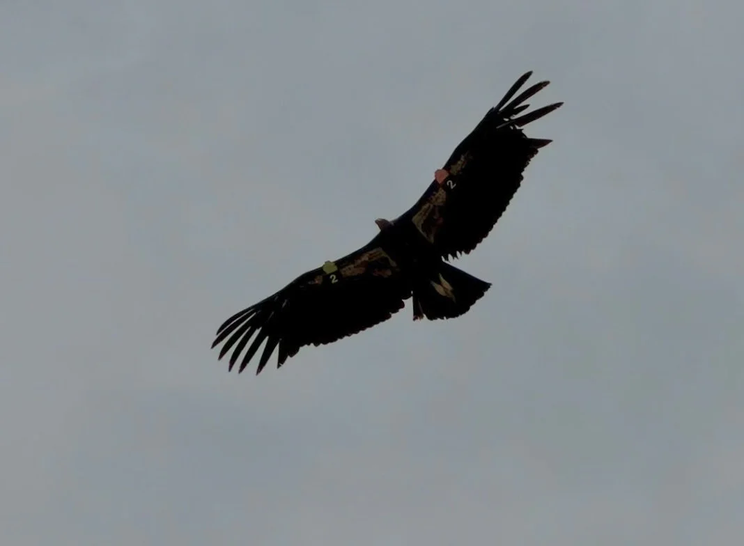 IMG_1705.jpg