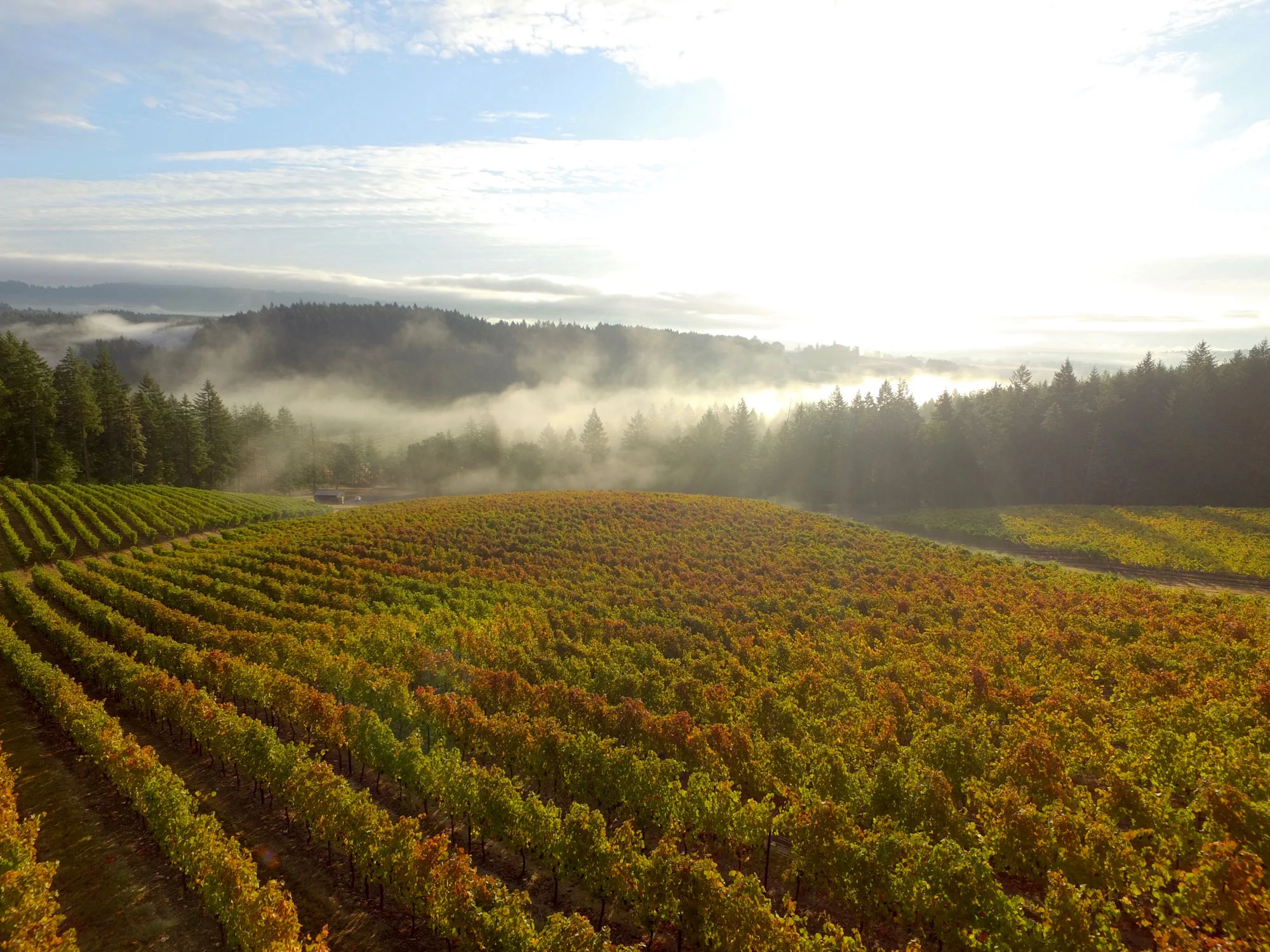 Our Vineyards
