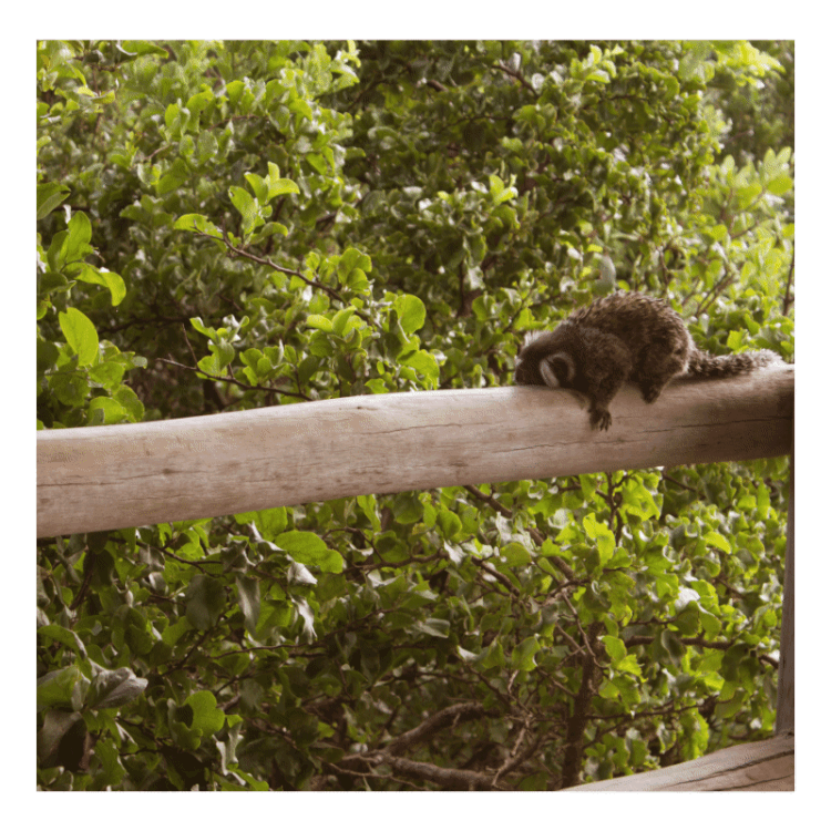animation.gif