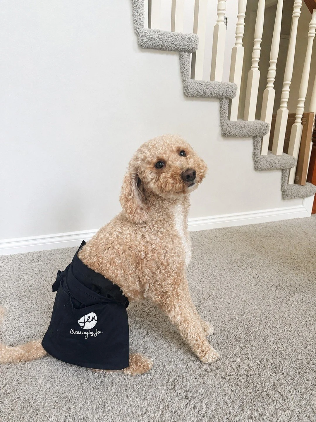 Happy National Dog Day to some of our favorite furry clients! 🐶🐾 We love seeing these sweet faces while caring for their homes. 💗

#cleaningbyjen 
#macomb