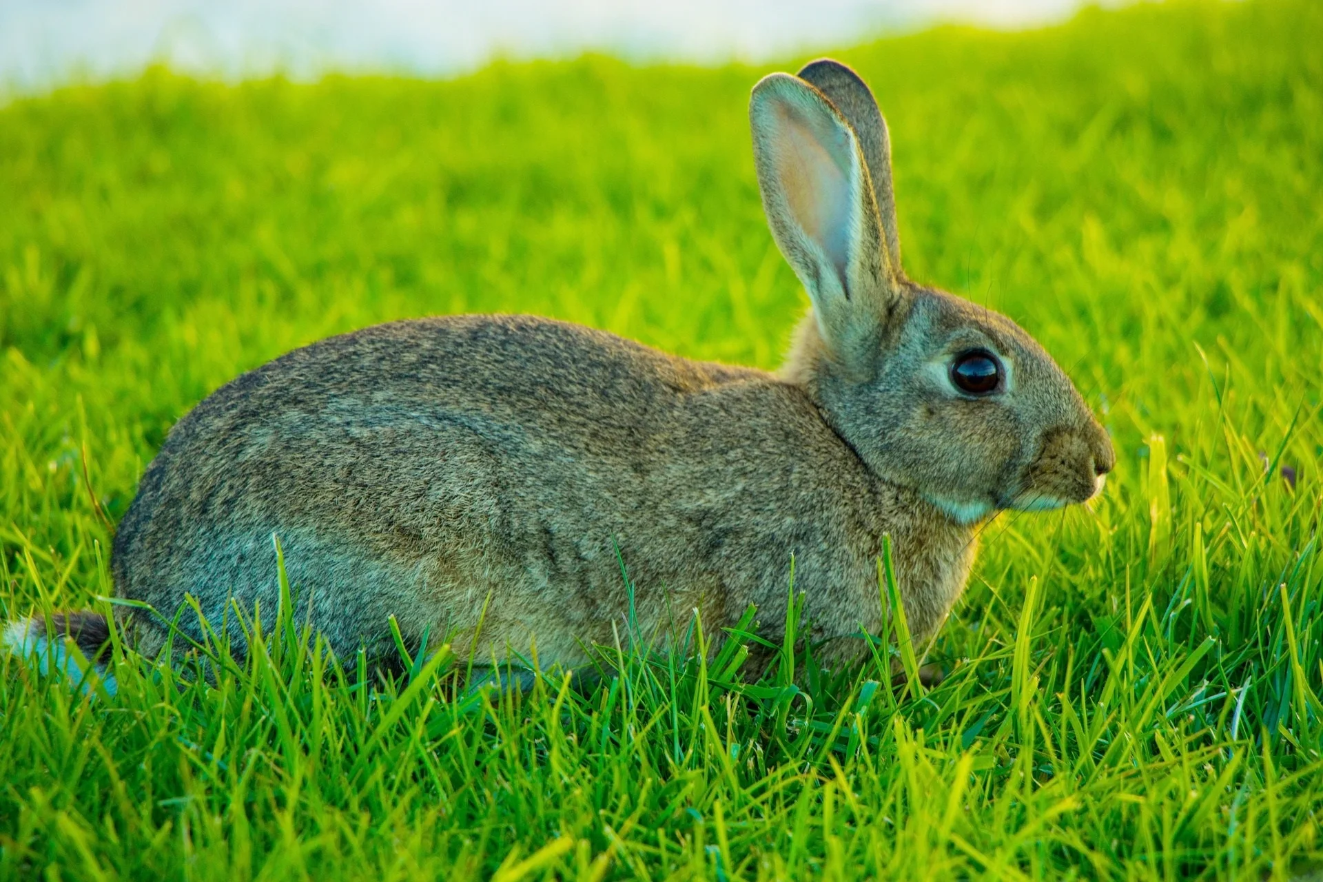 rabbit-2650708_1920 (1).jpg
