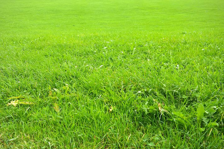 meadow-200576__480.jpg