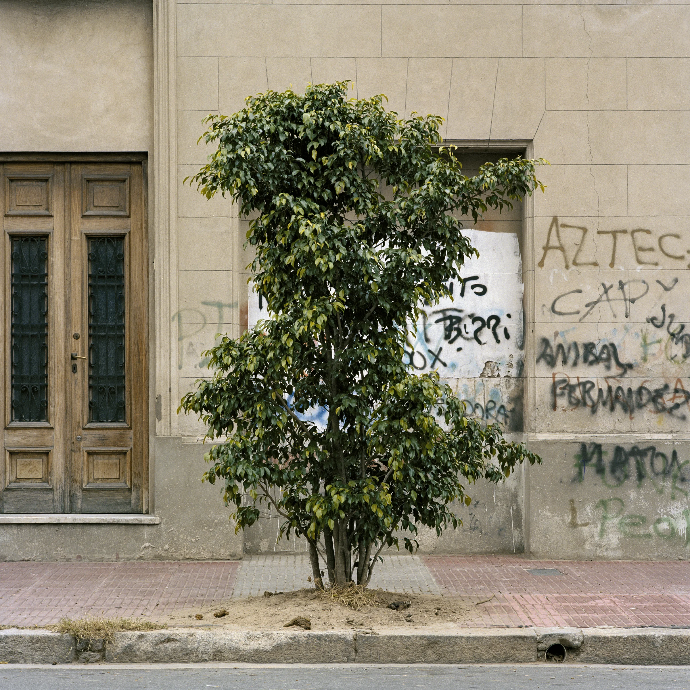 EmmaLivingston_TreePortraits06_2010.jpg