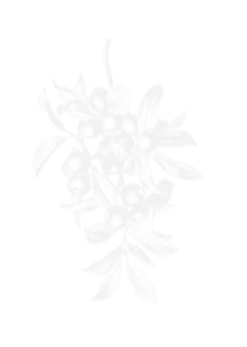 Screen Shot 2017-11-02 at 12.36.05 AM.png