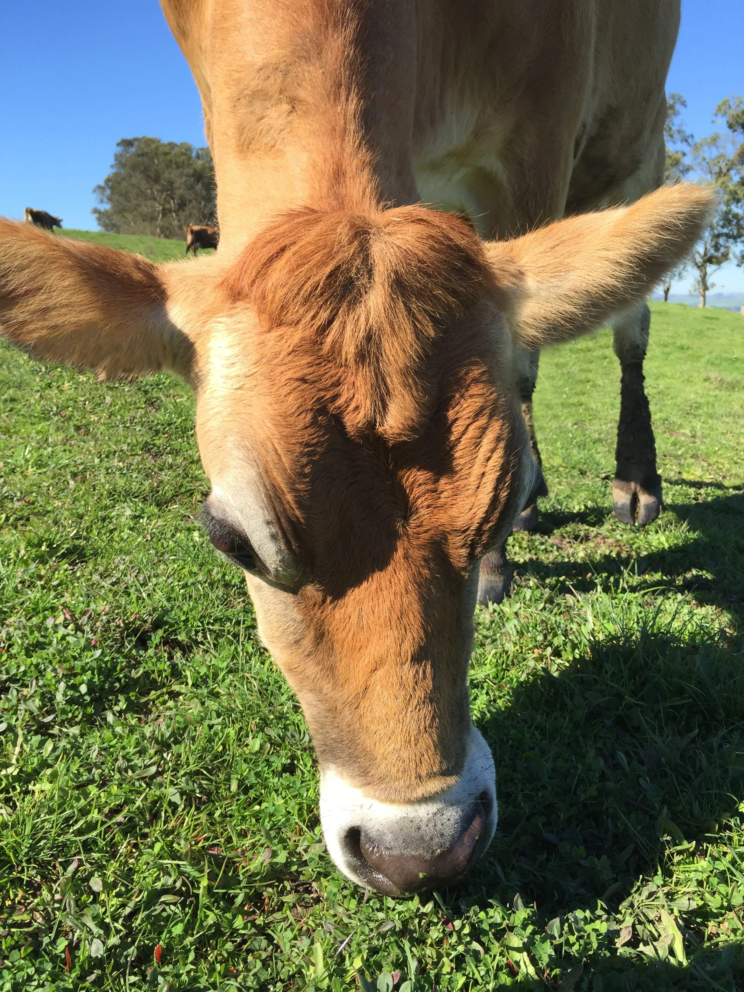 Pasture Breakfast.jpg