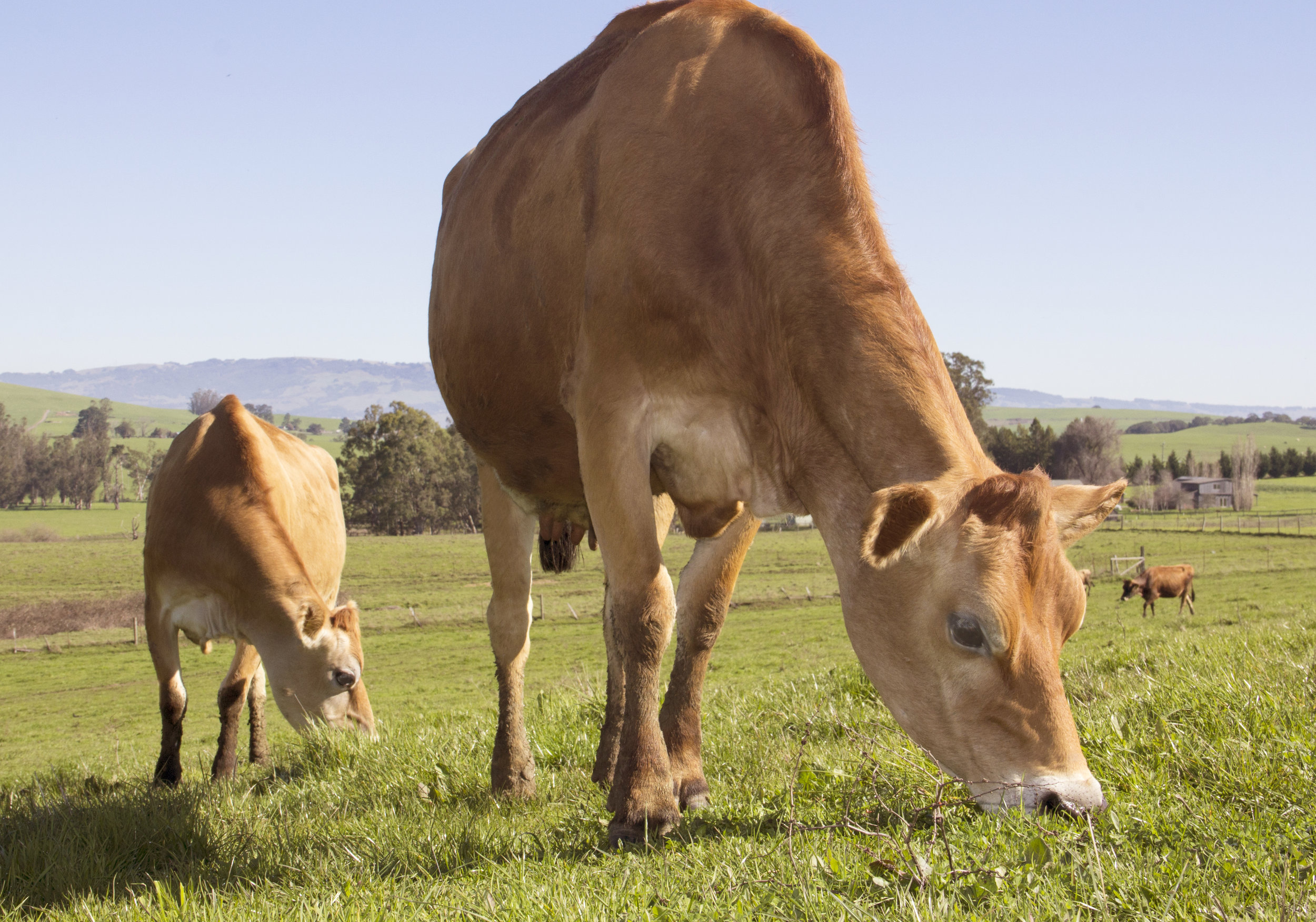 Larry Peter's Spring Hill Farm Cows