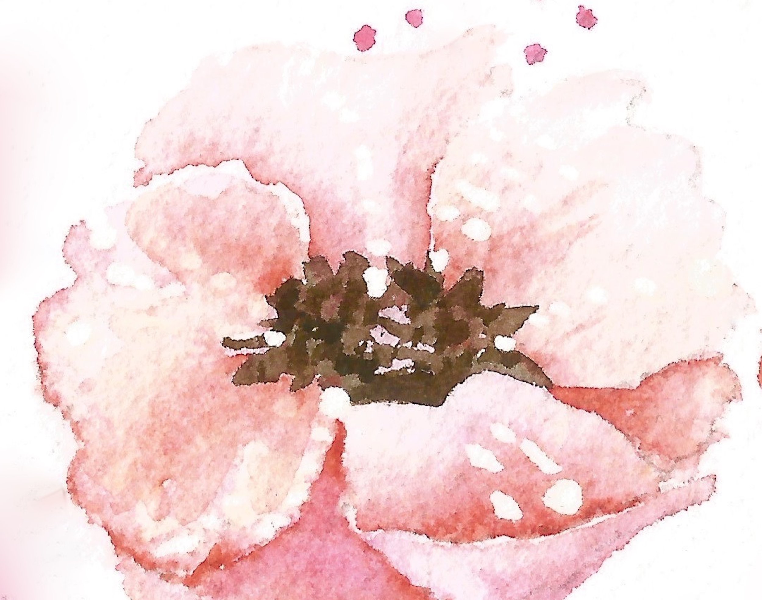 Poppies 2211