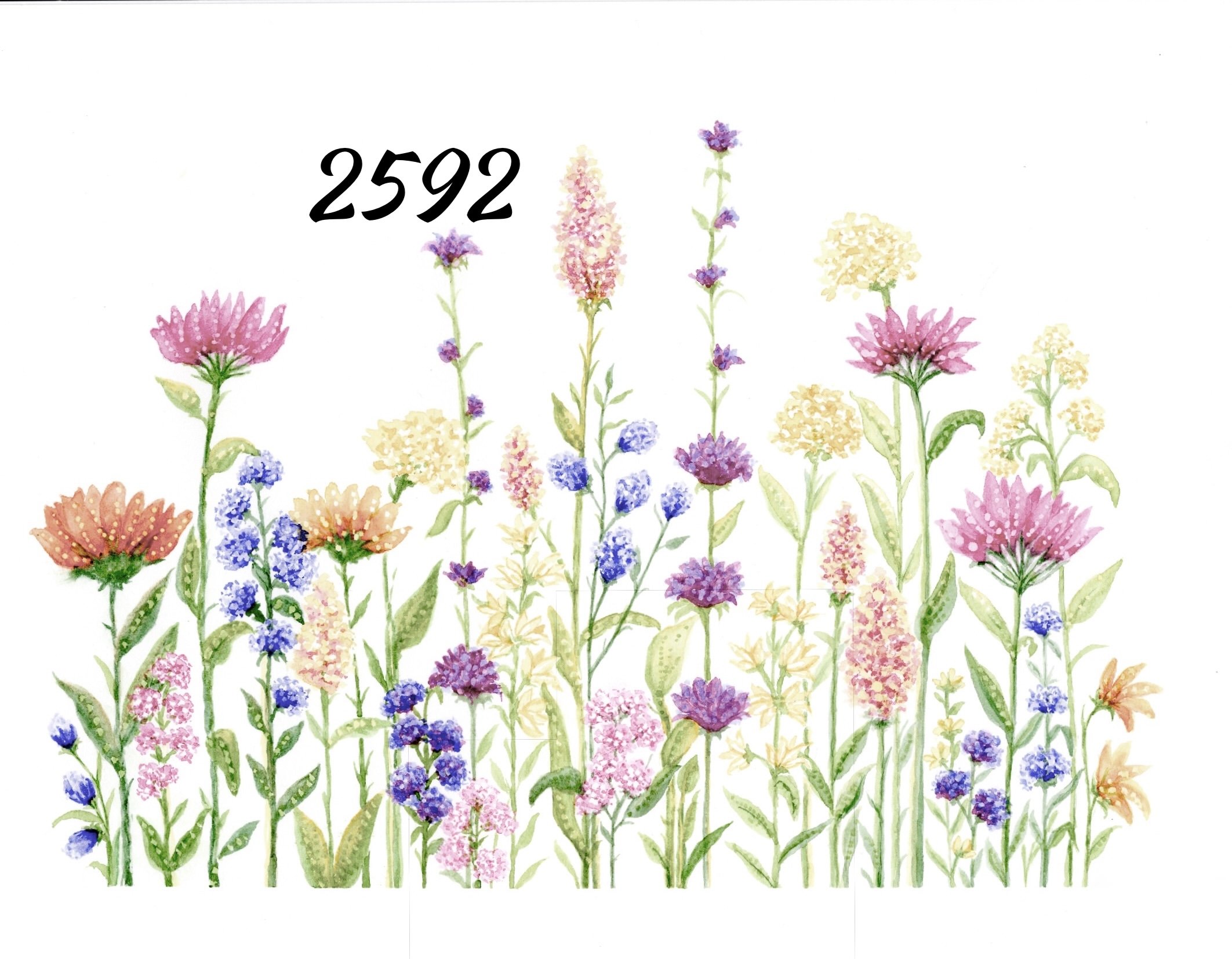 Wildflowers 2592 copy.jpg