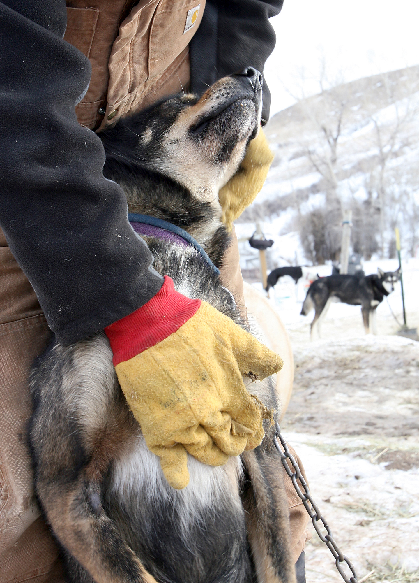 Daugereau is openly affectionate with her sled dogs, stopping to give them tummy rubs throughout the day. She said dogs were her best friends growing up as an only child in a military family.