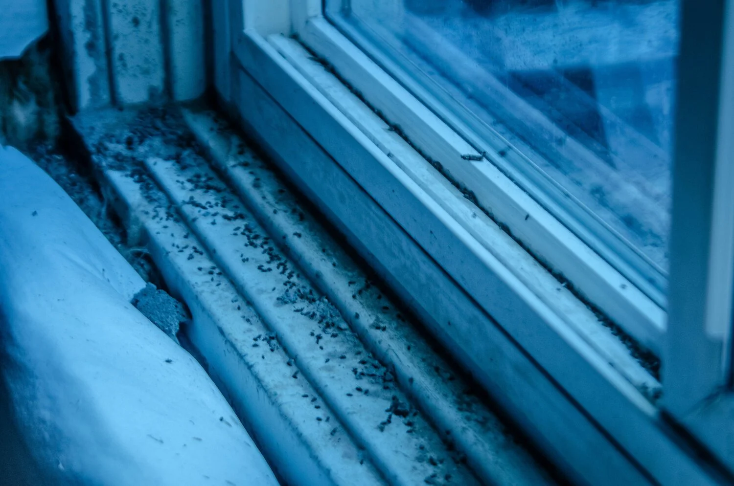 Clover Mite Control in Utah: The Tiny Red Spiders