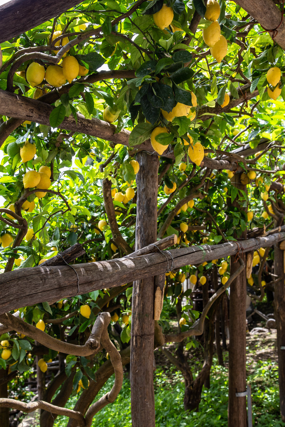 Sentiero di Limoni