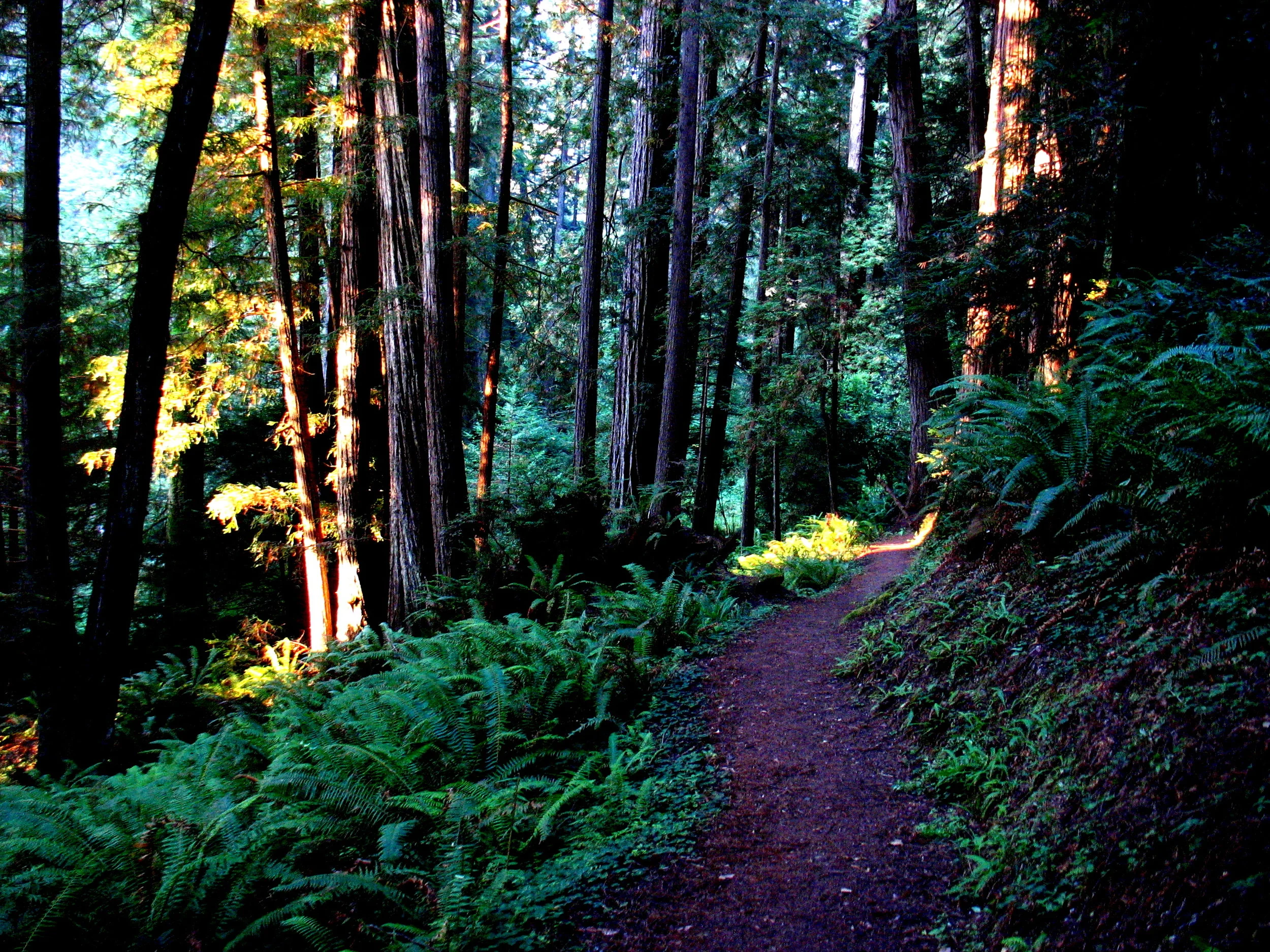 pathways redwoods dad.JPG