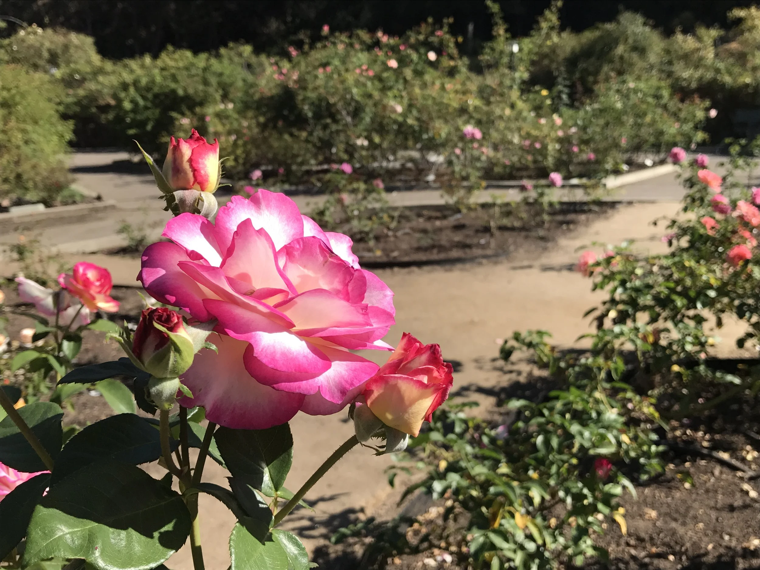 Pathways Rose Image.JPG