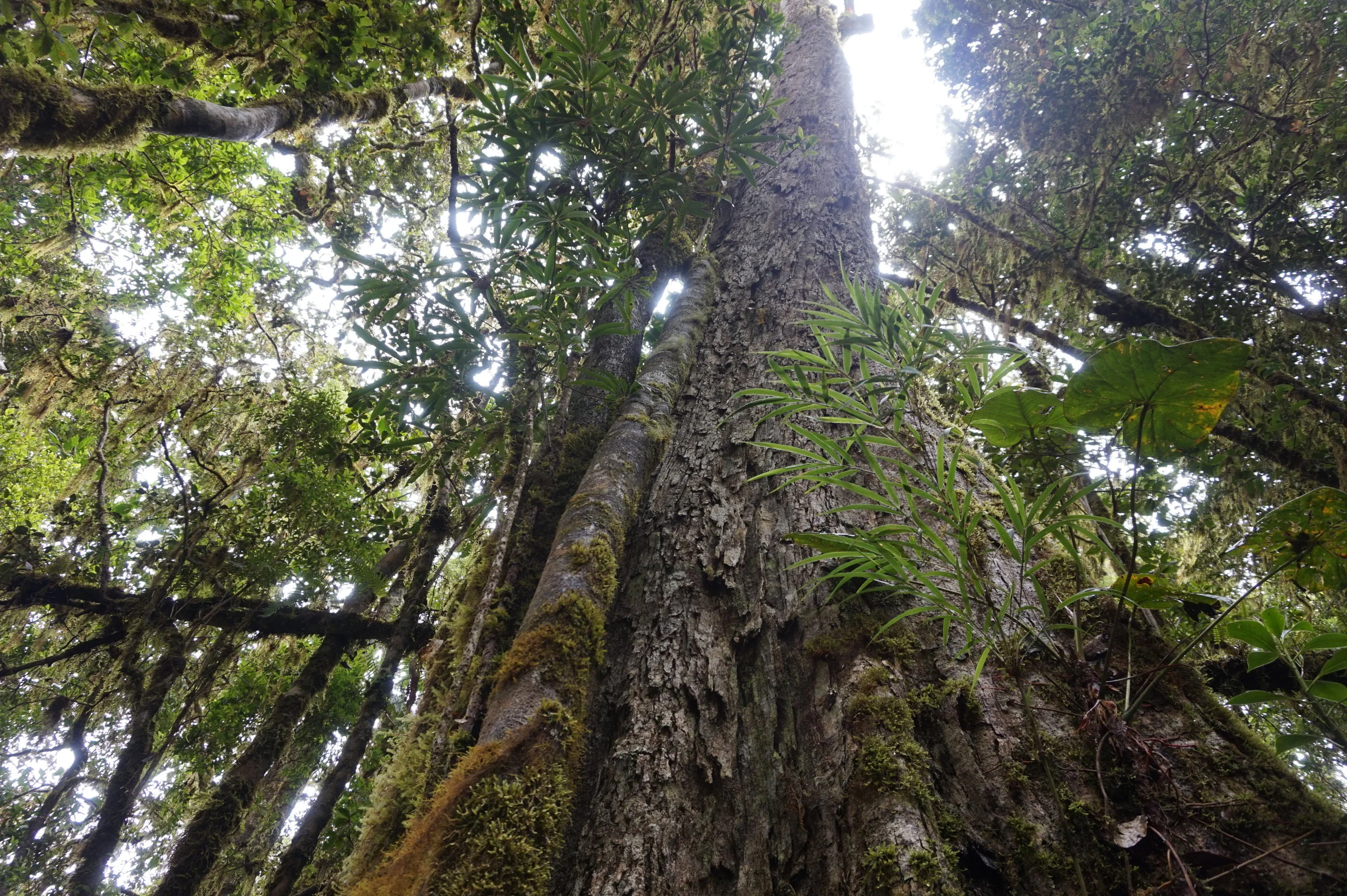Montane Oak Cloud Forest