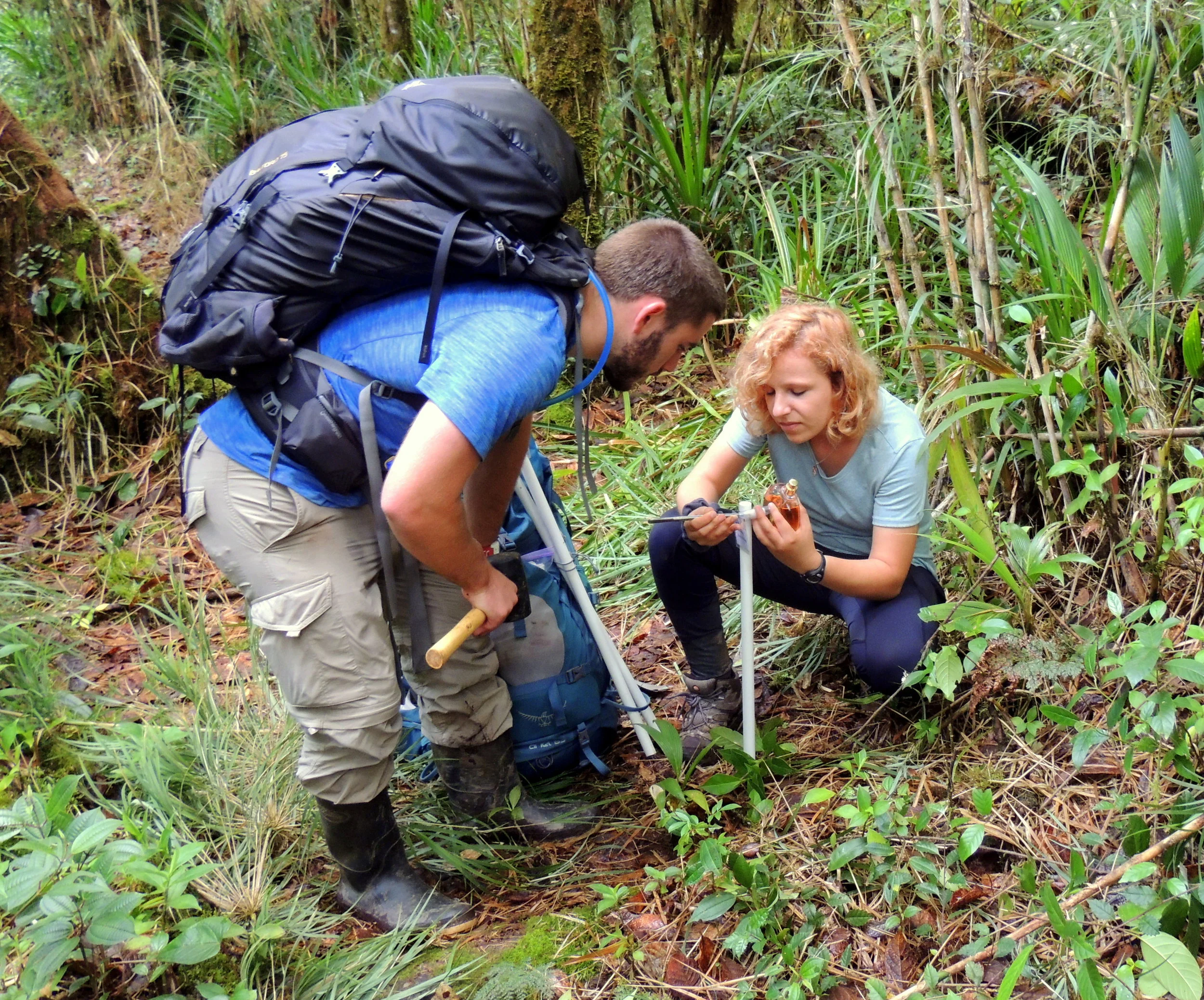 Erecting a scent station adjacent to a camera trap on the Valle de Silencio trail of La Amistad International Park.