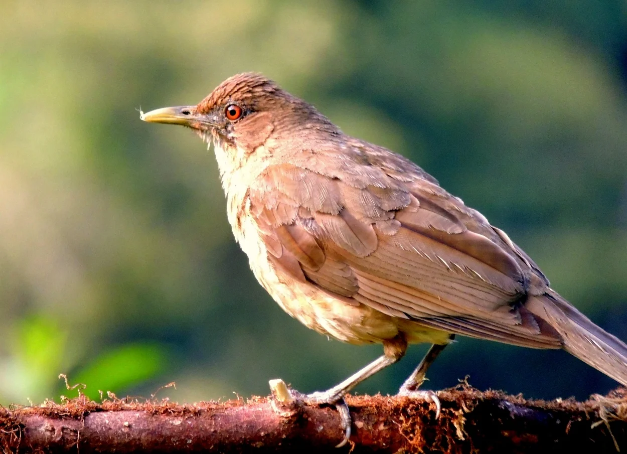 Clay-colored thrush (Turdus grayi), the national bird of Costa Rica, known as El Yigüirro.