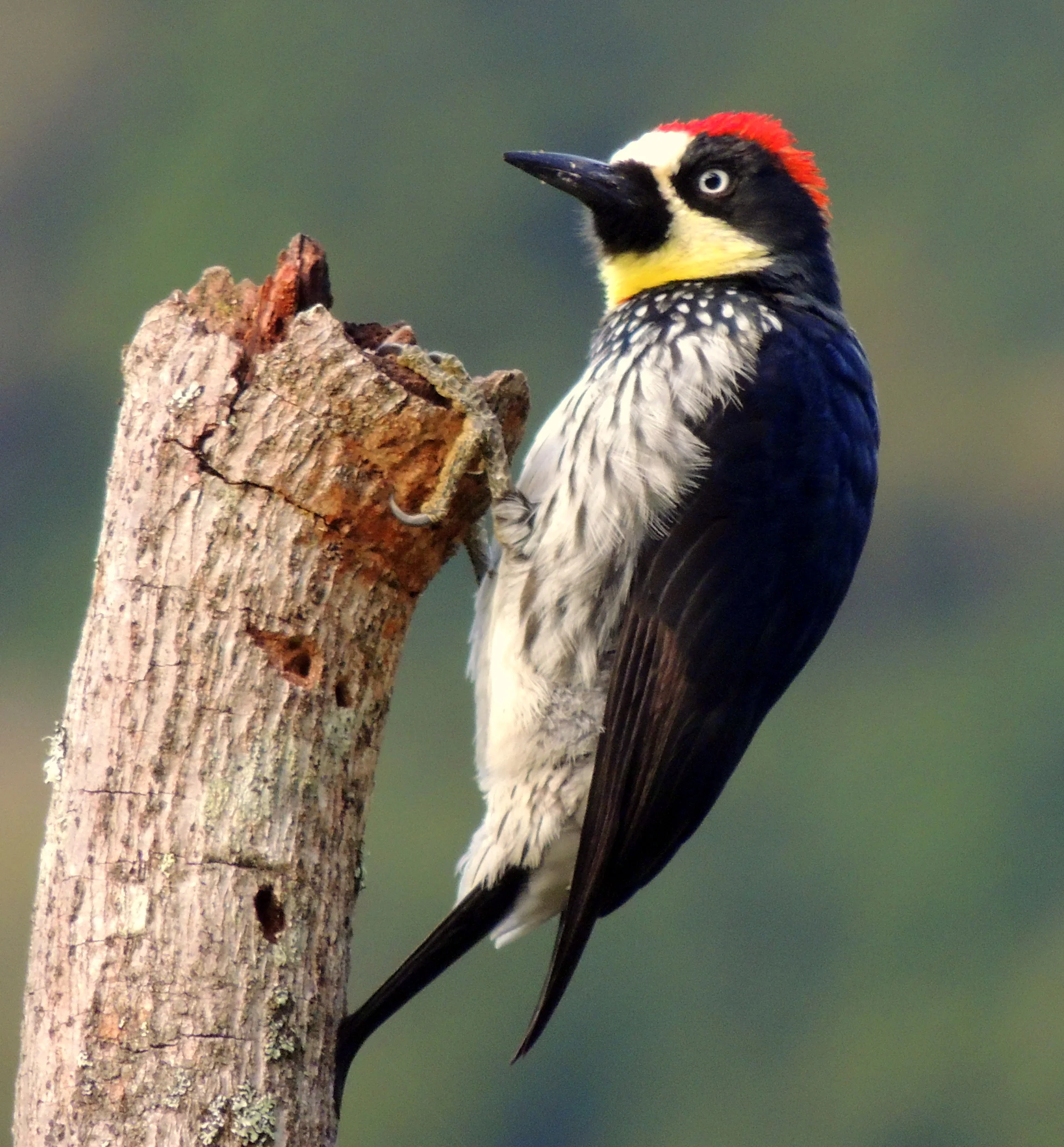 Acorn woodpecker (Melanerpes formicivorus)