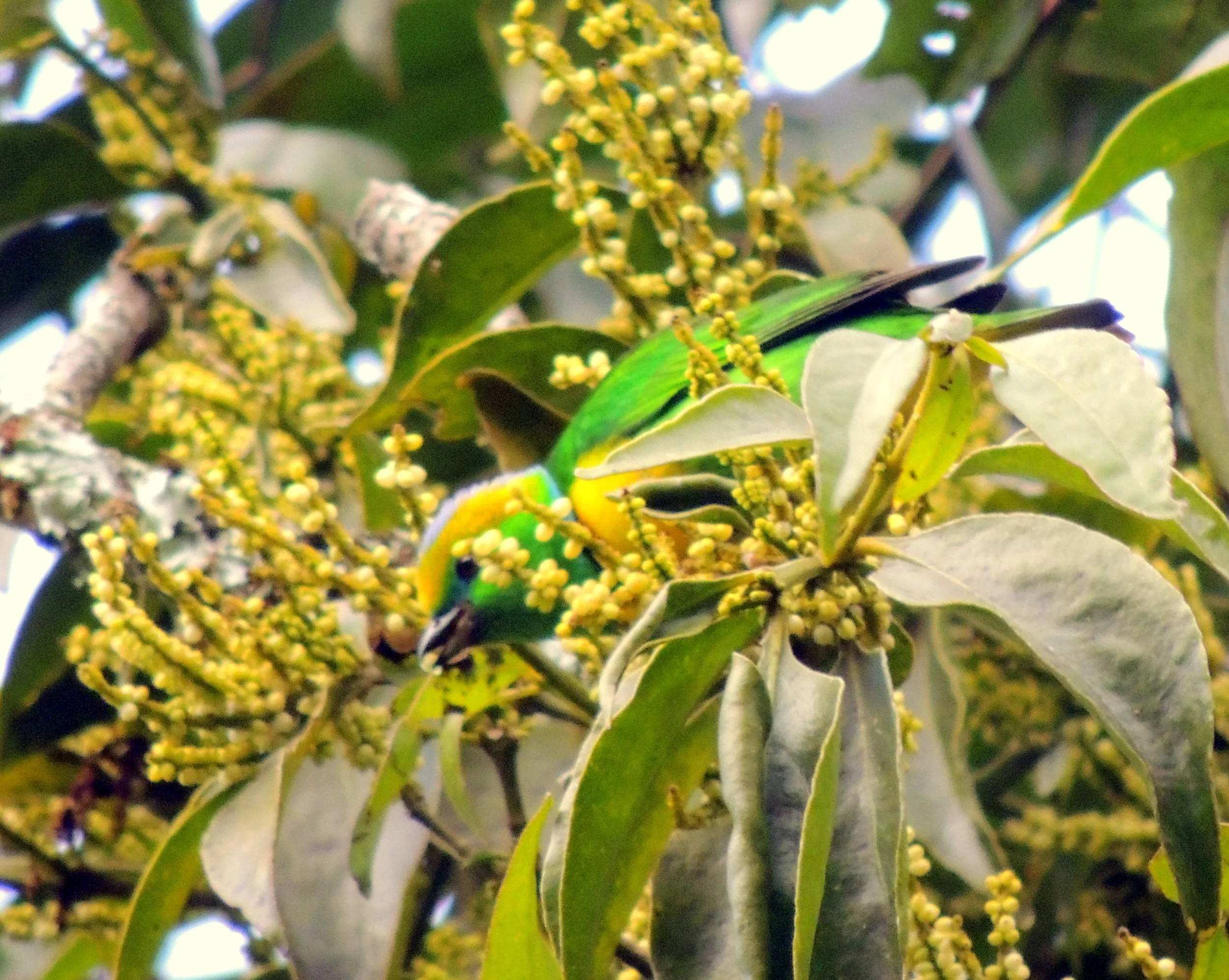 Golden-browed chlorphonia (Chlorophonia callophrys)