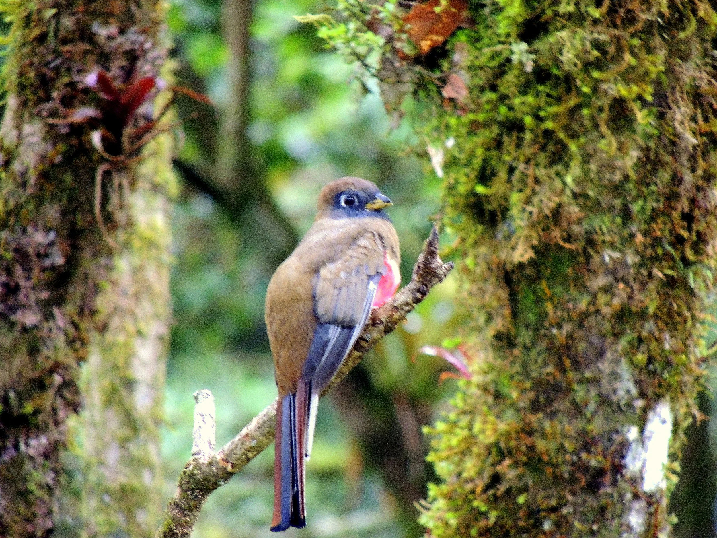 Collared trogon (Trogon collaris)