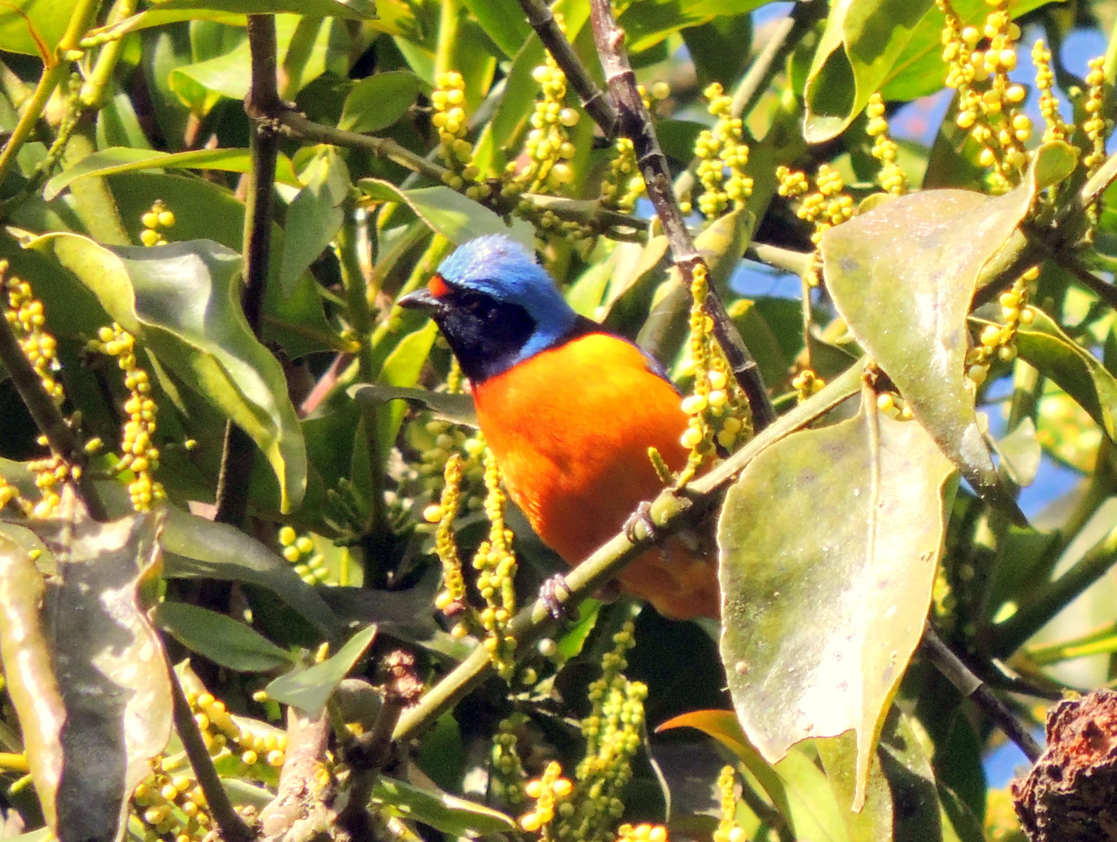 Elegant Euphonia (Euphonia elegantissima)